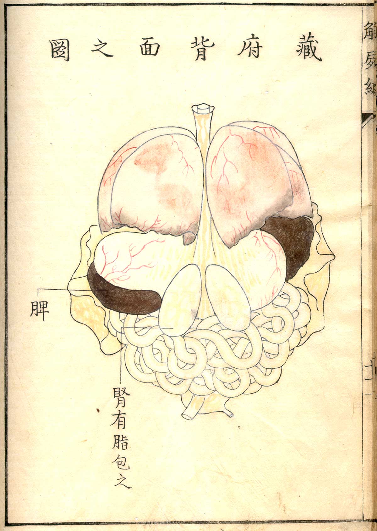 Hand colored woodcut of the internal organs viewed from the rear with lungs and heart at top, stomach and liver in the middle and intestines and bladder at the bottom with Japanese text describing some of the structures.