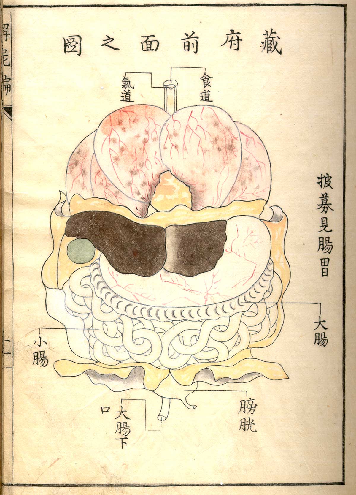Hand colored woodcut of the internal organs with lungs and heart at top, stomach and liver in the middle and intestines and bladder at the bottom with Japanese text describing some of the structures, from Shinnin Kawaguchi's Kaishi hen, NLM Call no.: WZ 260 K21k 1772.
