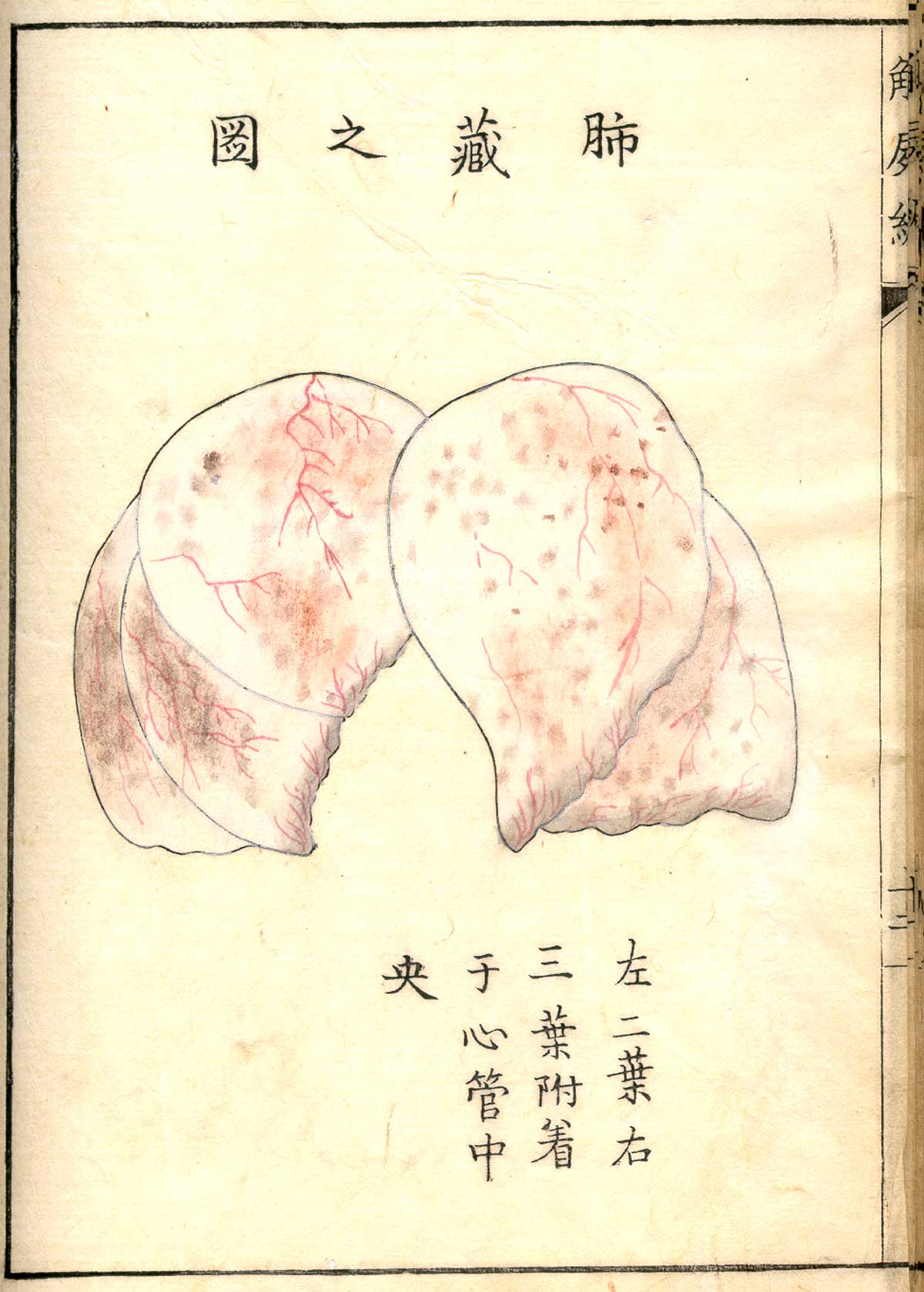 Hand colored woodcut of the lungs, with Japanese text above and below describing some of the structures, from Shinnin Kawaguchi's Kaishi hen, NLM Call no.: WZ 260 K21k 1772.