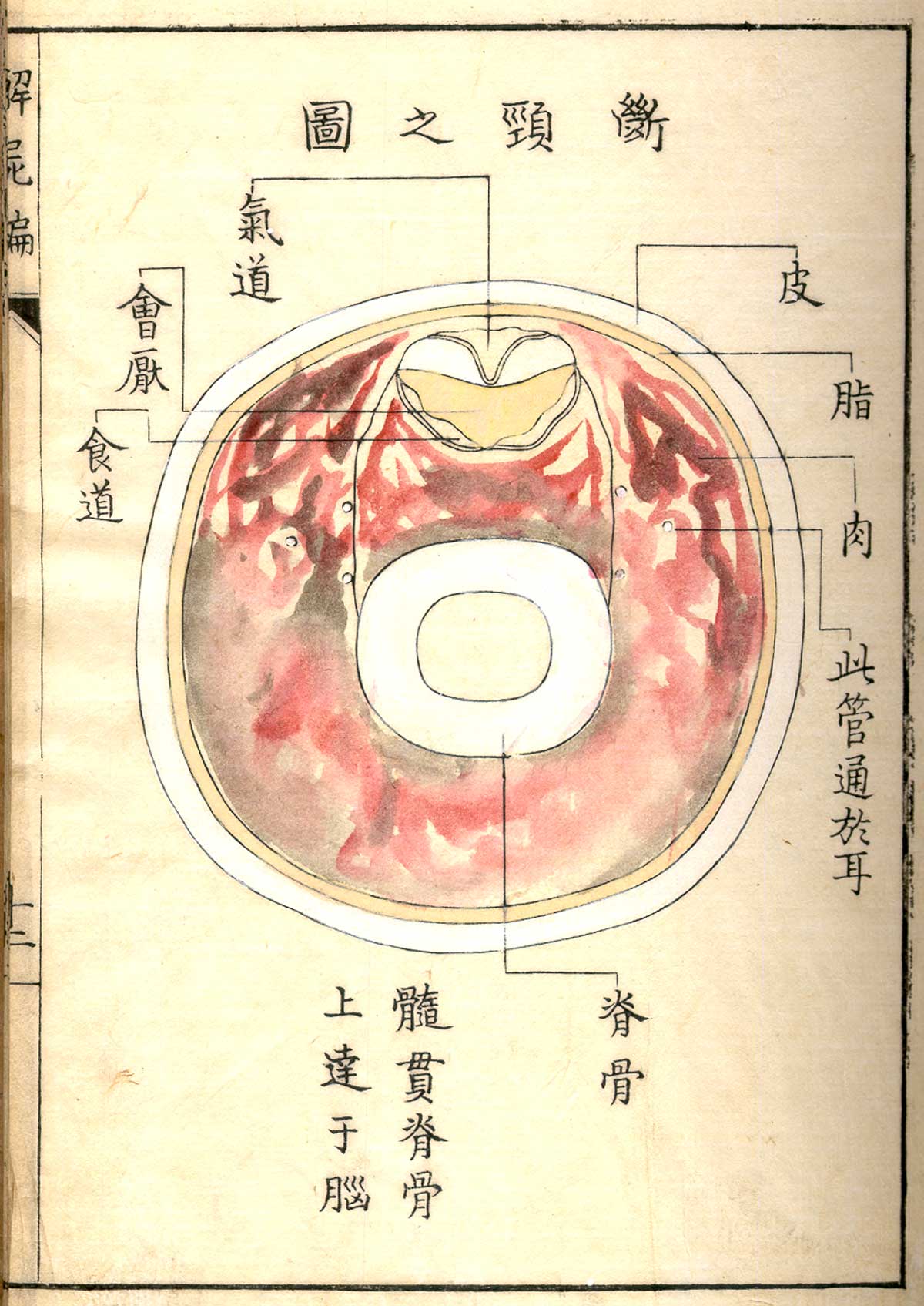 Hand colored woodcut of a cross section of the neck of a decapitated person, showing the spinal cord, trachea, and muscle tissue, from Shinnin Kawaguchi's Kaishi hen, NLM Call no.: WZ 260 K21k 1772.