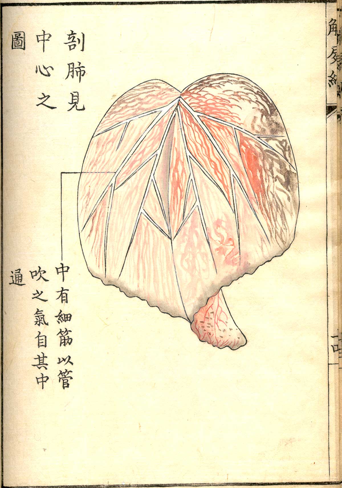 Hand colored woodcut of a lobe of the lung with Japanese text above and below describing some of the structures, from Shinnin Kawaguchi's Kaishi hen, NLM Call no.: WZ 260 K21k 1772.
