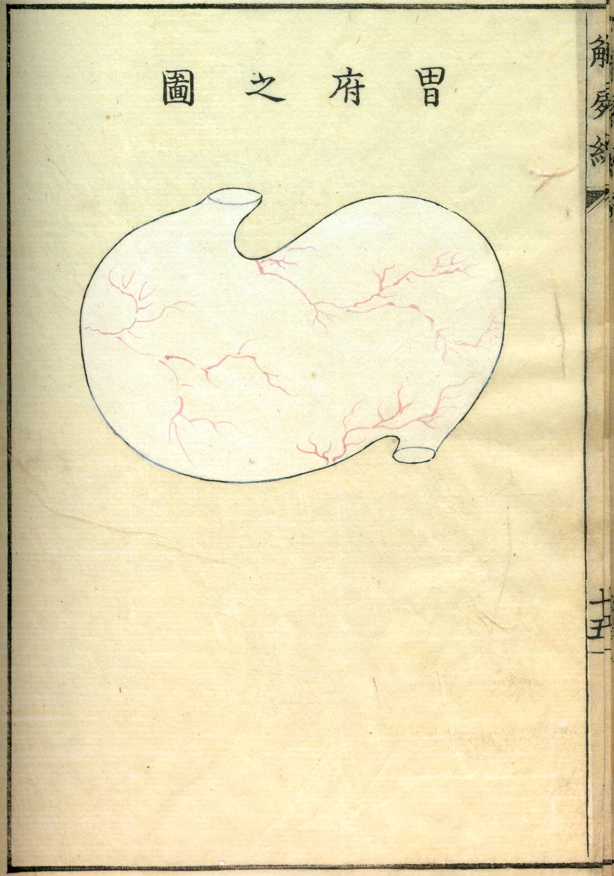 Hand colored woodcut of the stomach with Japanese text above describing some of the structures, from Shinnin Kawaguchi's Kaishi hen, NLM Call no.: WZ 260 K21k 1772.