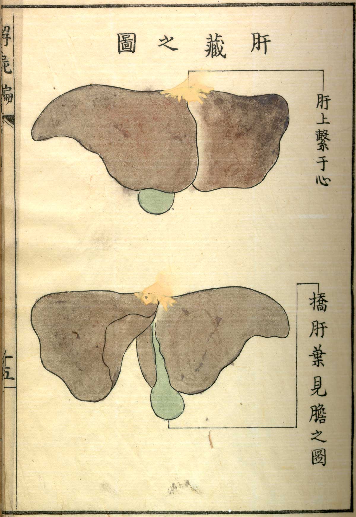 Hand colored woodcut of the liver and gall bladder shown from the front and the rear with Japanese text above and below describing some of the structures, from Shinnin Kawaguchi's Kaishi hen, NLM Call no.: WZ 260 K21k 1772.
