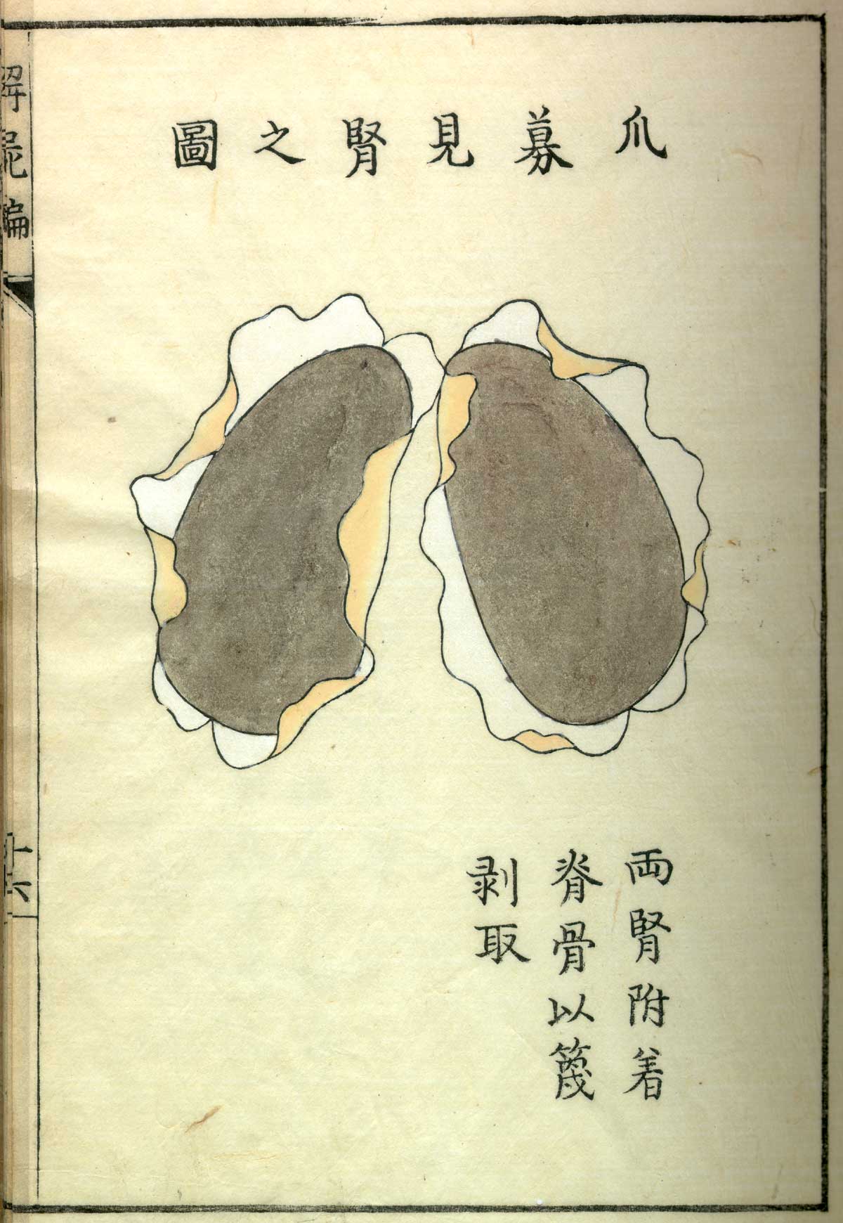 Hand colored woodcut of the kidneys with Japanese text above and below describing some of the structures, from Shinnin Kawaguchi's Kaishi hen, NLM Call no.: WZ 260 K21k 1772.