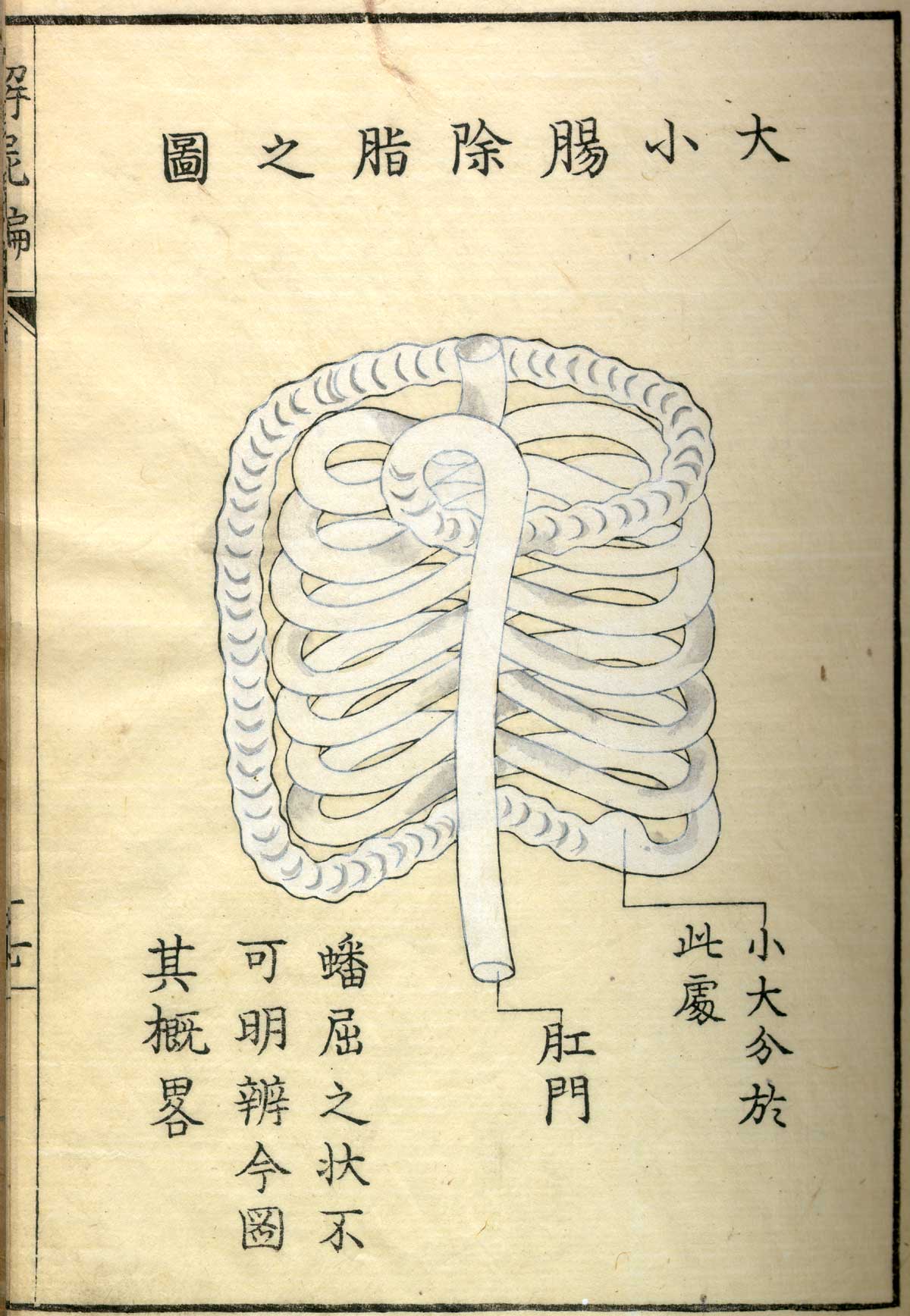 Hand colored woodcut of the large and small intestines with Japanese text above and below describing some of the structures, from Shinnin Kawaguchi's Kaishi hen, NLM Call no.: WZ 260 K21k 1772.