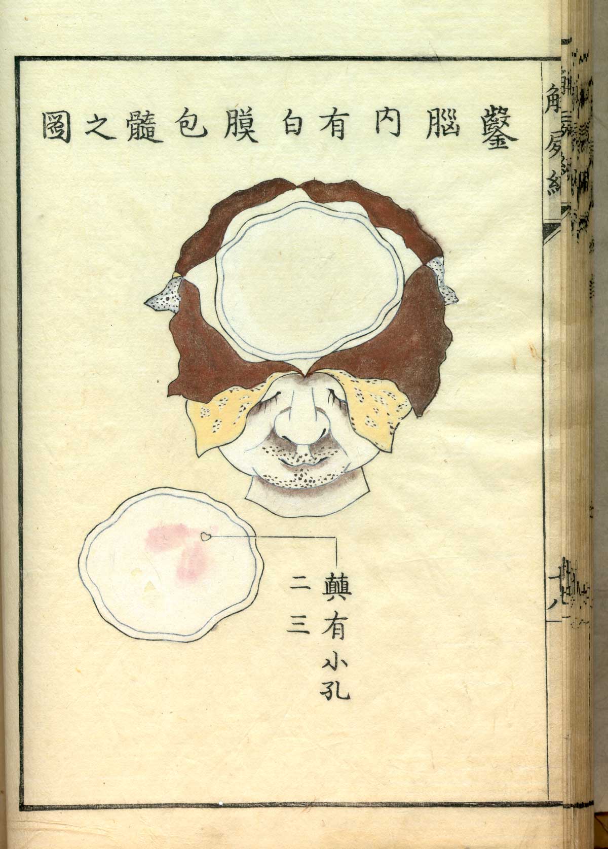Hand colored woodcut of the head facing forward with the scalp peeled away and part of the skull removed to reveal the dura mater, with Japanese text above and below describing some of the structures, from Shinnin Kawaguchi's Kaishi hen, NLM Call no.: WZ 260 K21k 1772.