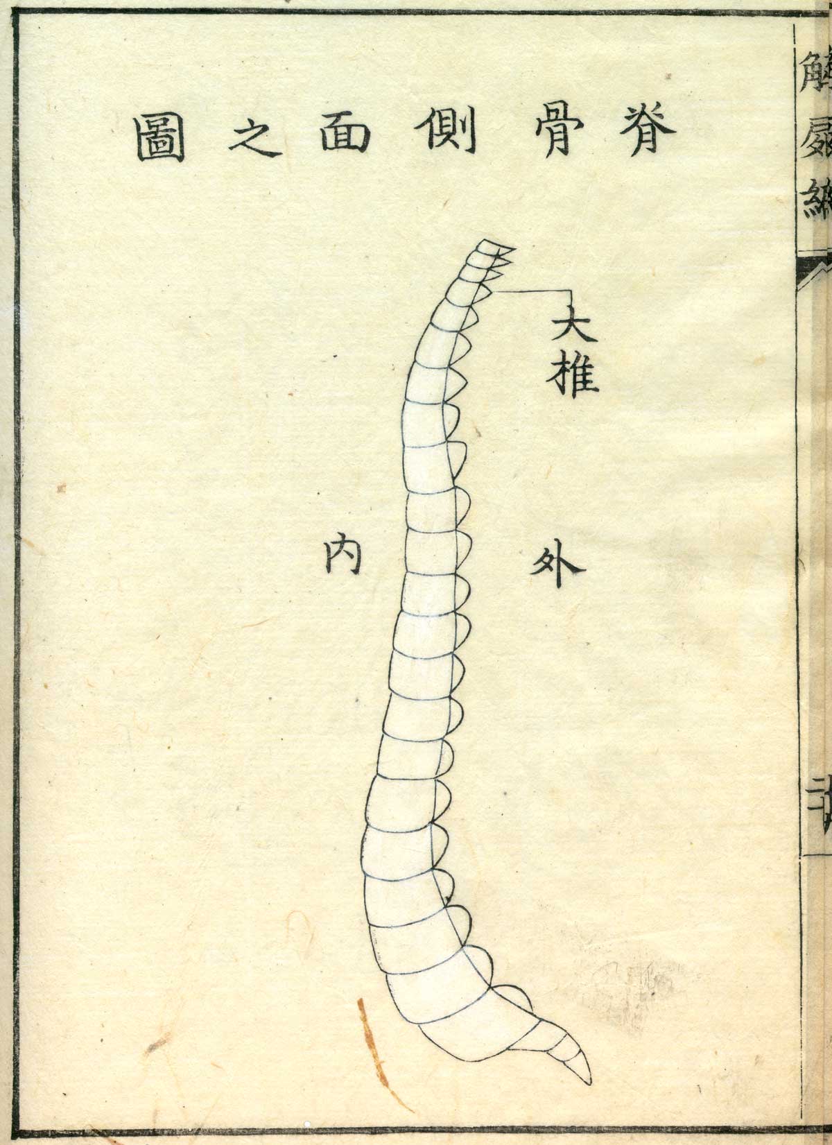 Hand colored woodcut of the bones of the vertebral column, with Japanese text above and below describing some of the structures, from Shinnin Kawaguchi's Kaishi hen, NLM Call no.: WZ 260 K21k 1772.