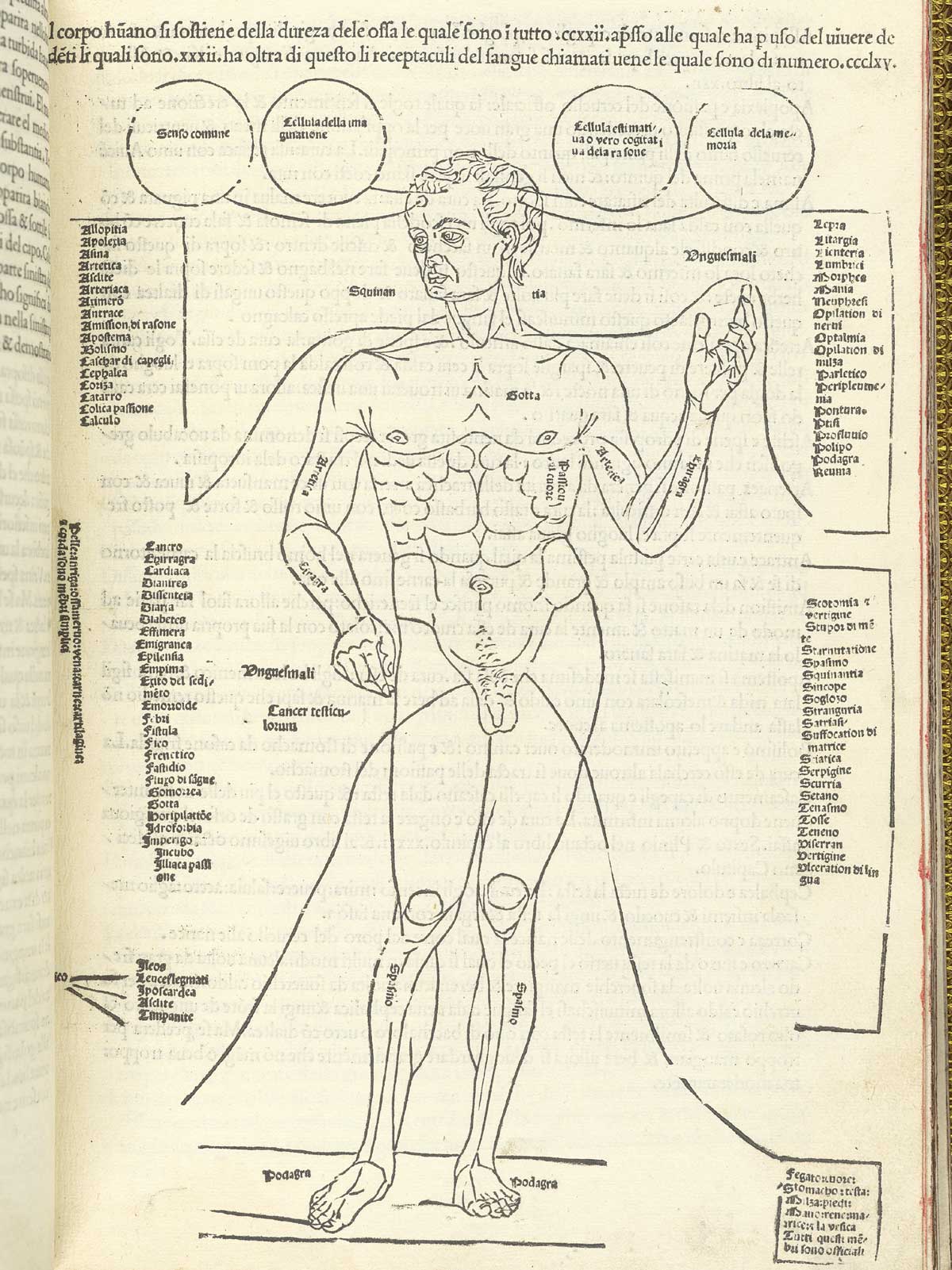 Page 7 of Johannes de Ketham's Fasiculo de medicina featuring the disease man. This drawing serves as a diagram of the diseases that affect different parts of the body and is a famous example of Renaissance anatomical realism. Four columns on either side of the figure list diseases alphabetically, generally without relation to logic or pathology. Some diseases, on the other hand, are recognized as local: these are listed from head to toe, from quinsy of the throat and bad fingernails, to gout in the feet; in between, we see 'running of the chest,' arthritis in the arms, 'passion' of the heart, cramps in the legs, and, most strikingly, cancer of the testicles.