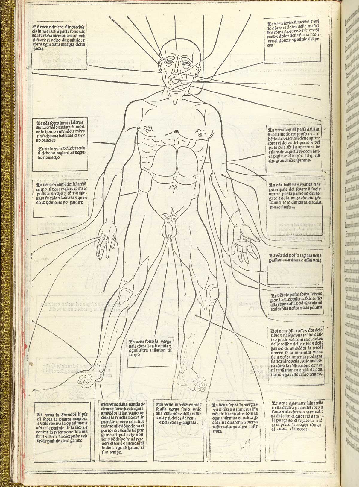Page 16 of Johannes de Ketham's Fasiculo de medicina, featuring bloodletting man, detailing a map of the veins to be incised for bloodletting.
