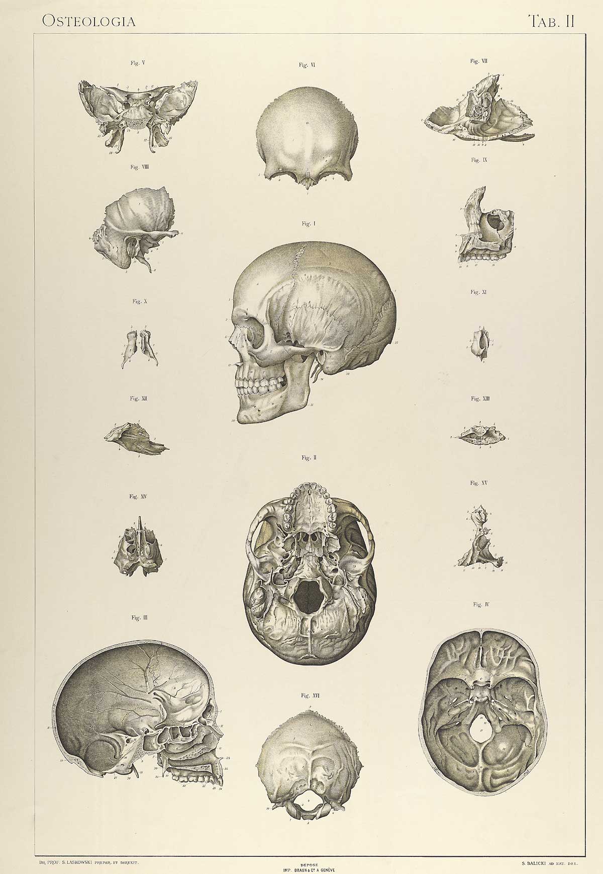 Plate 2 of Sigismond Laskowski's Anatomie normale du corps humain, featuring various views of a skull.