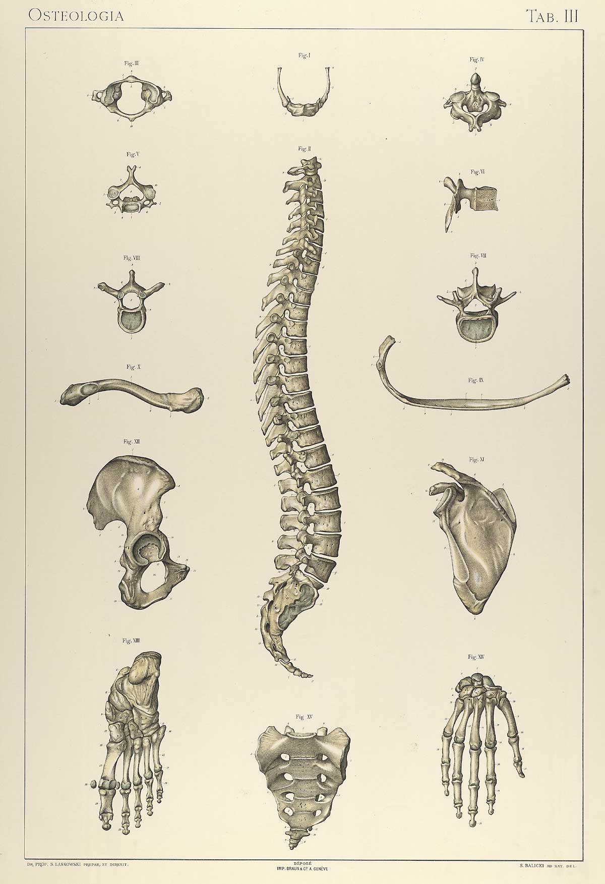 Plate 3 of Sigismond Laskowski's Anatomie normale du corps humain, featuring illustrations of the bones in the spine, ribs, pelvis, hands and feet.