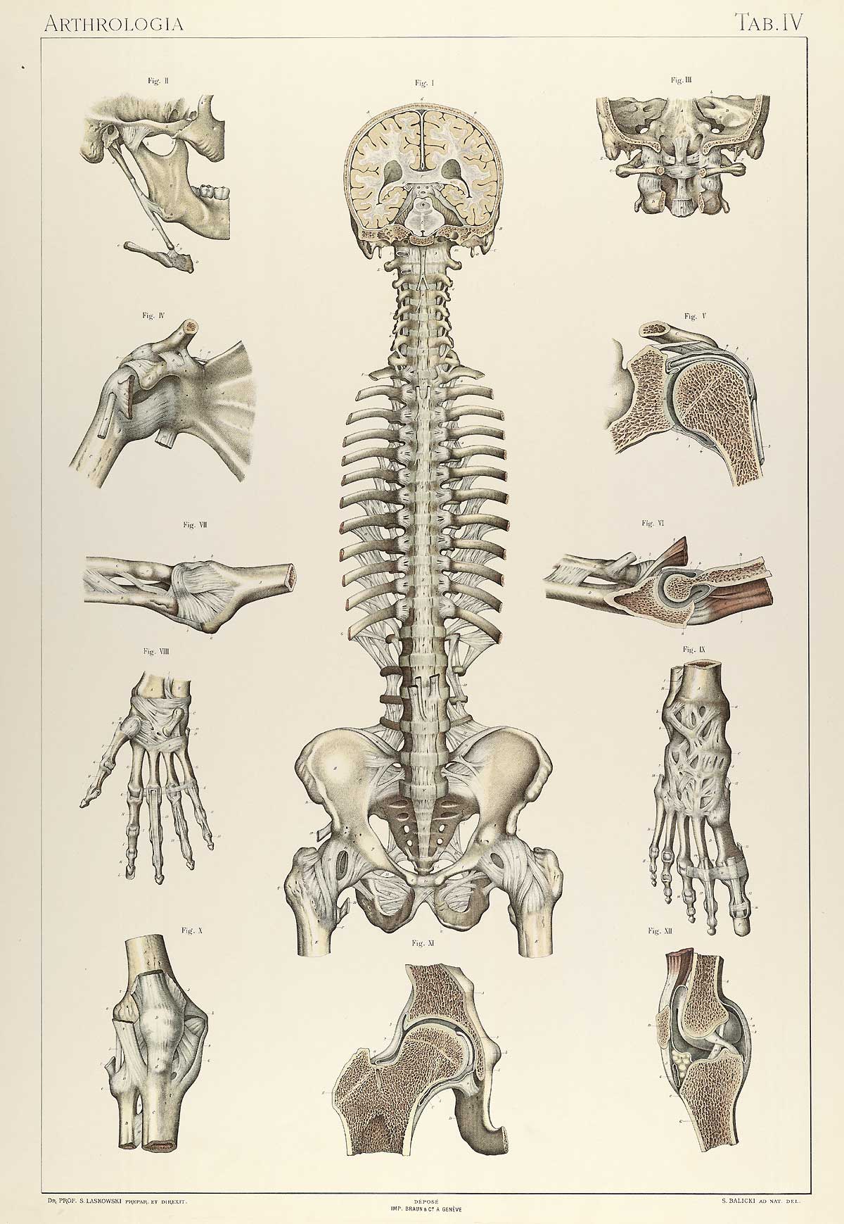 Plate 4 of Sigismond Laskowski's Anatomie normale du corps humain, featuring illustrations of the joints through out the body.