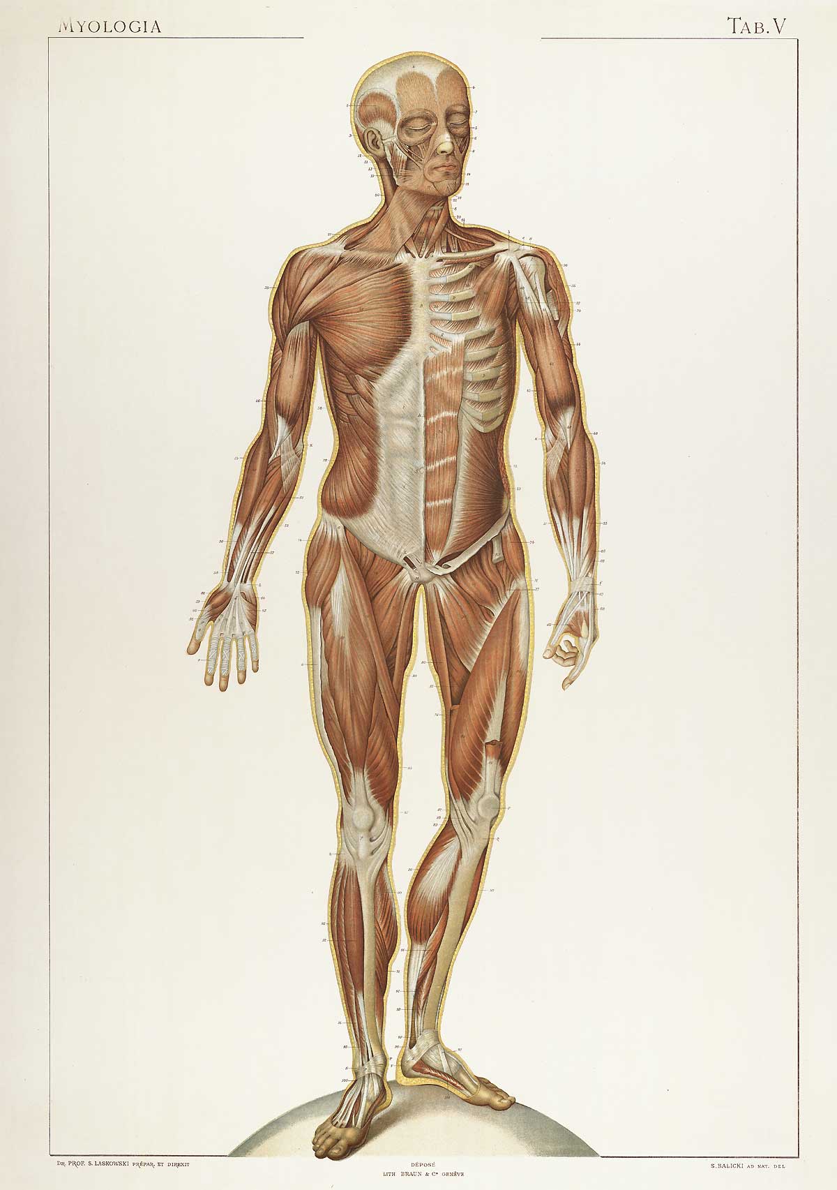 Plate 5 of Sigismond Laskowski's Anatomie normale du corps humain, featuring the frontal view of a flayed corpse standing on a sphere displaying the muscles of the front of the body.