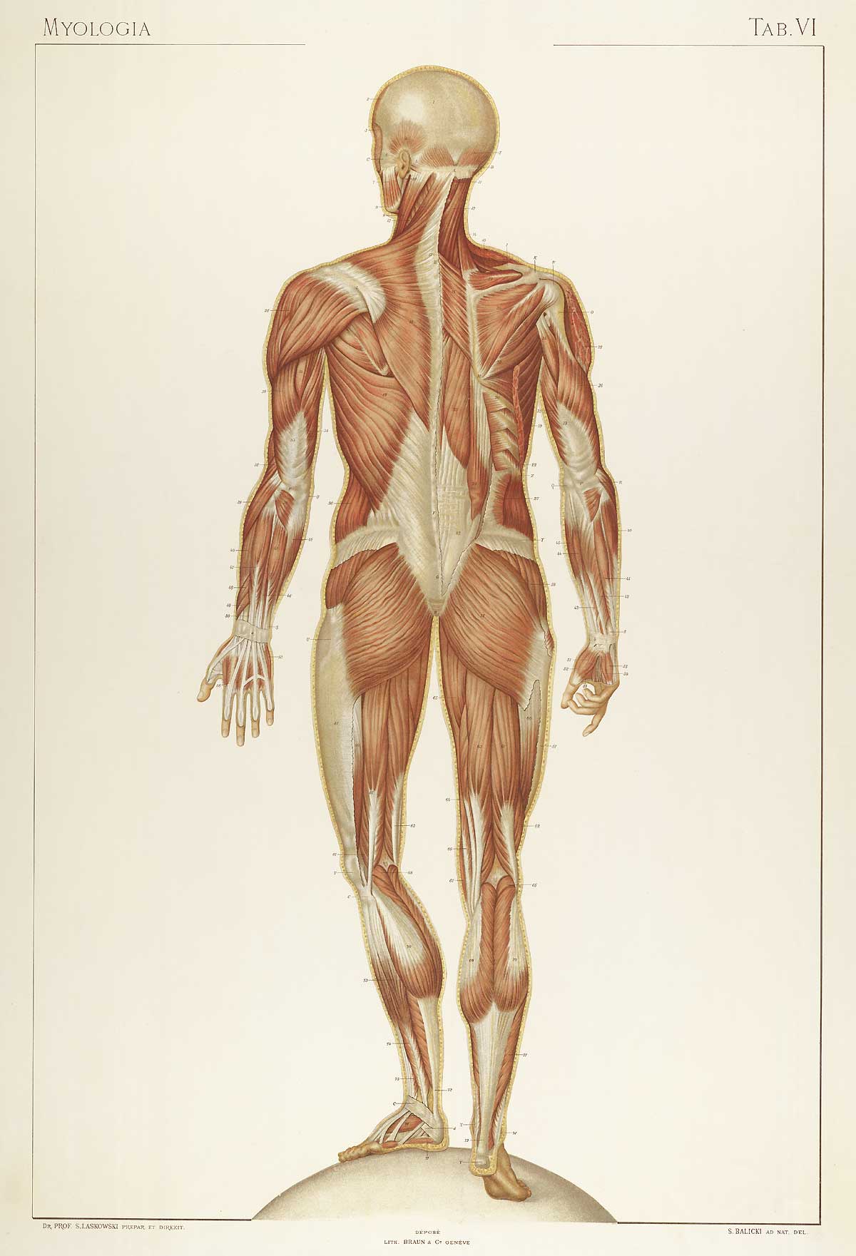 Plate 6 of Sigismond Laskowski's Anatomie normale du corps humain, featuring the posterior view of a flayed corpse standing on a sphere displaying the muscles of the back of the body.