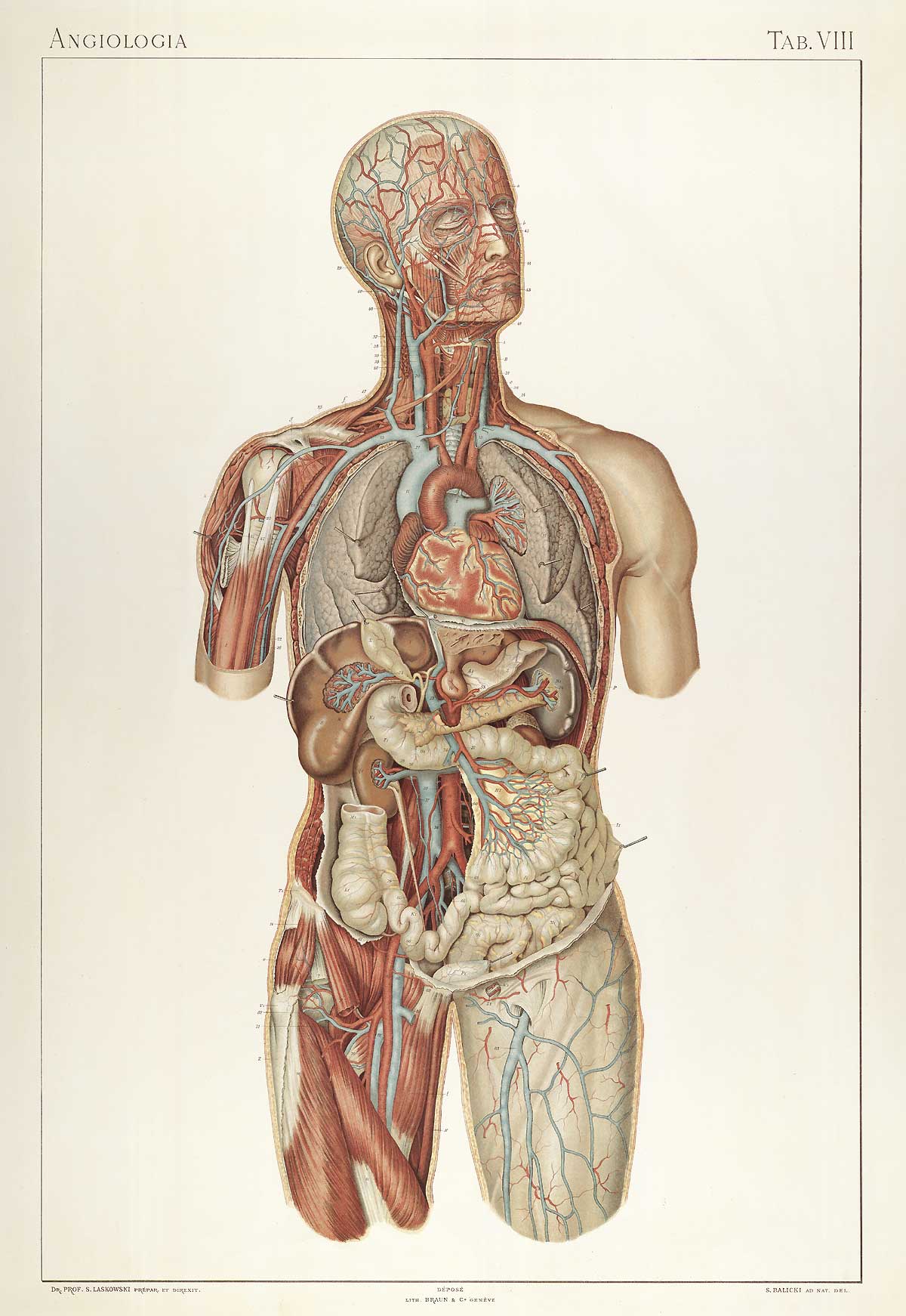 Historical Anatomies on the Web: Sigismond Laskowski Home