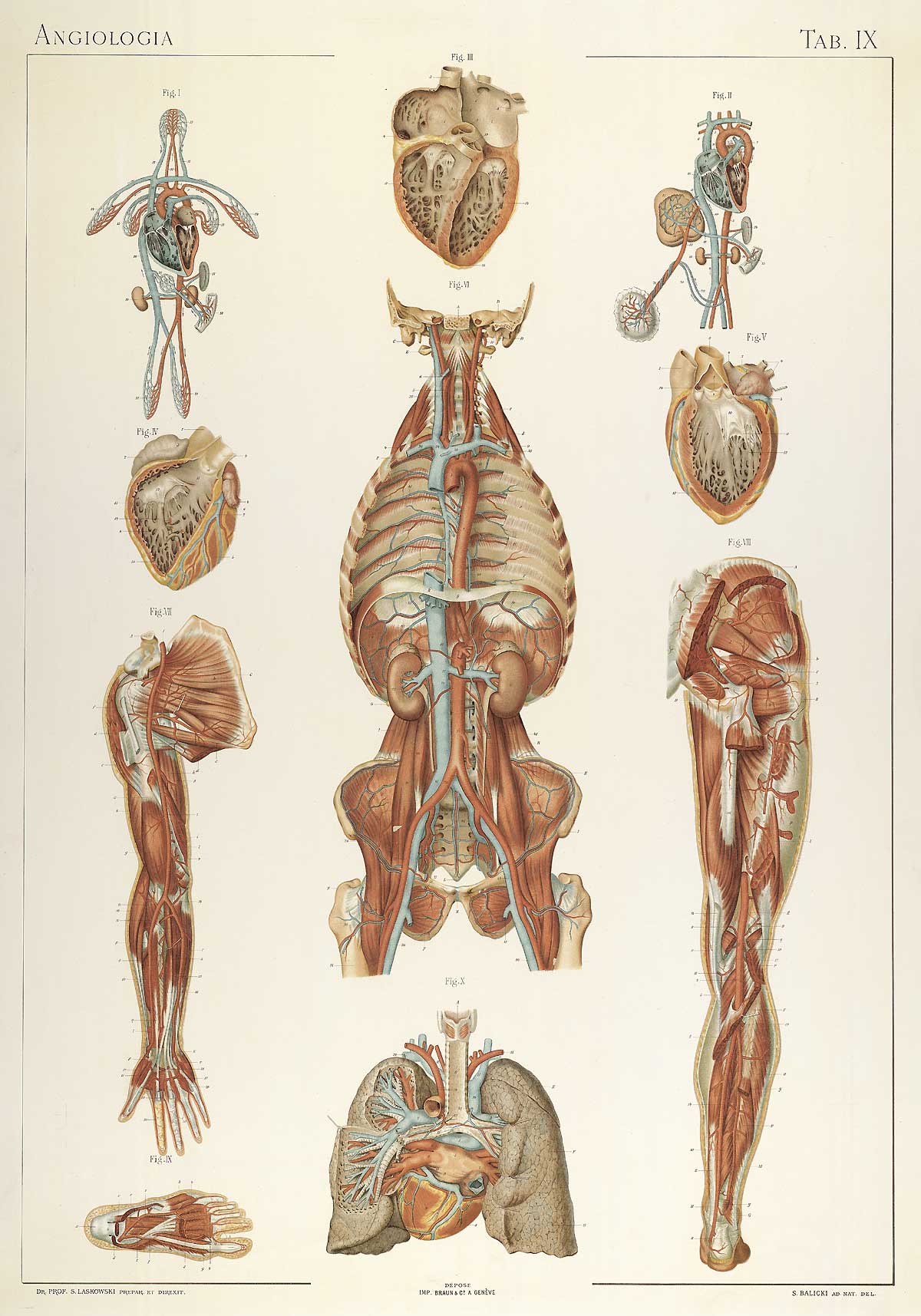 Plate 9 of Sigismond Laskowski's Anatomie normale du corps humain, featuring an interior view of the circulatory system of the body .