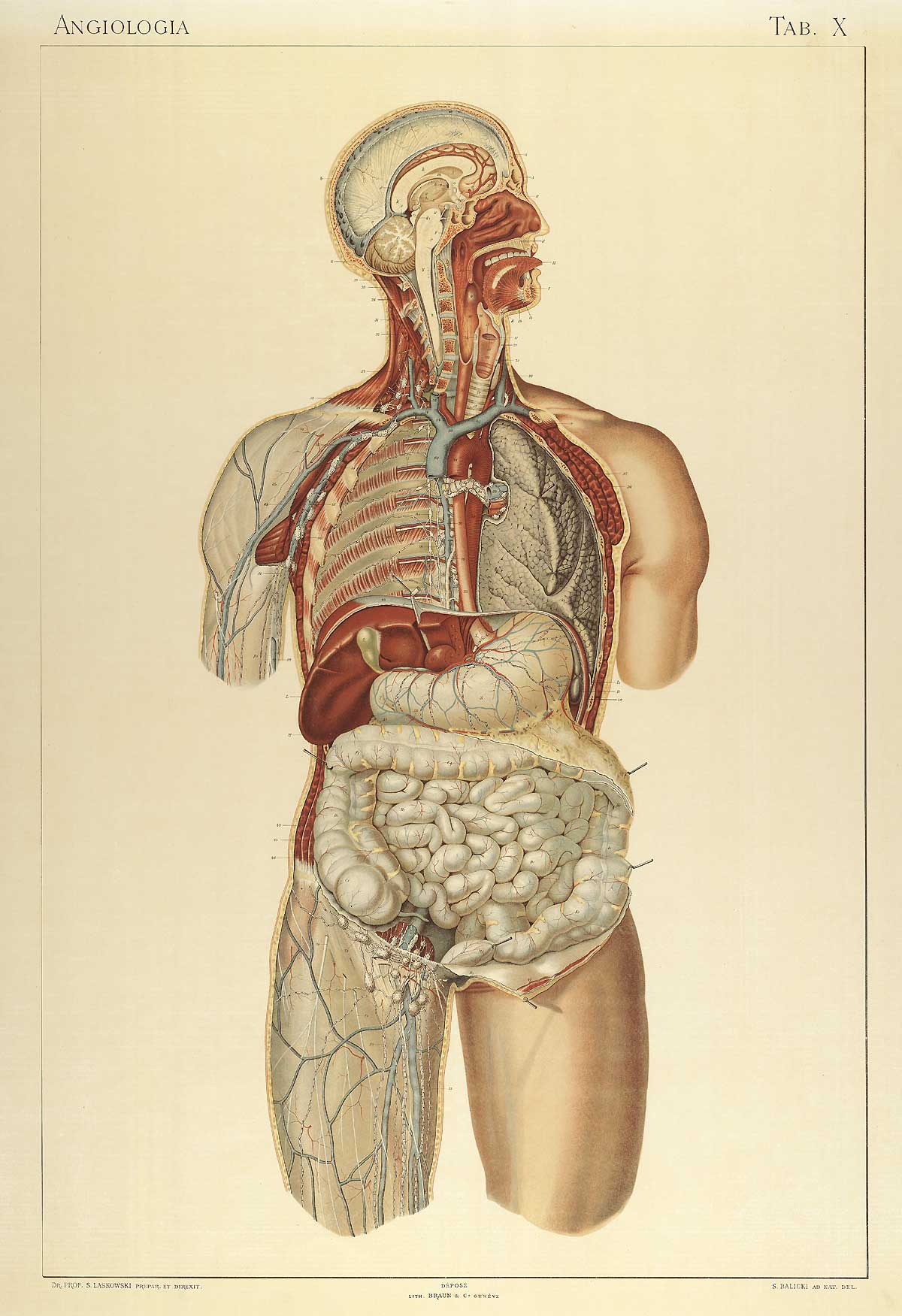 Plate 10 of Sigismond Laskowski's Anatomie normale du corps humain, featuring an exterior view of the circulatory system of the body from head to mid-thigh.