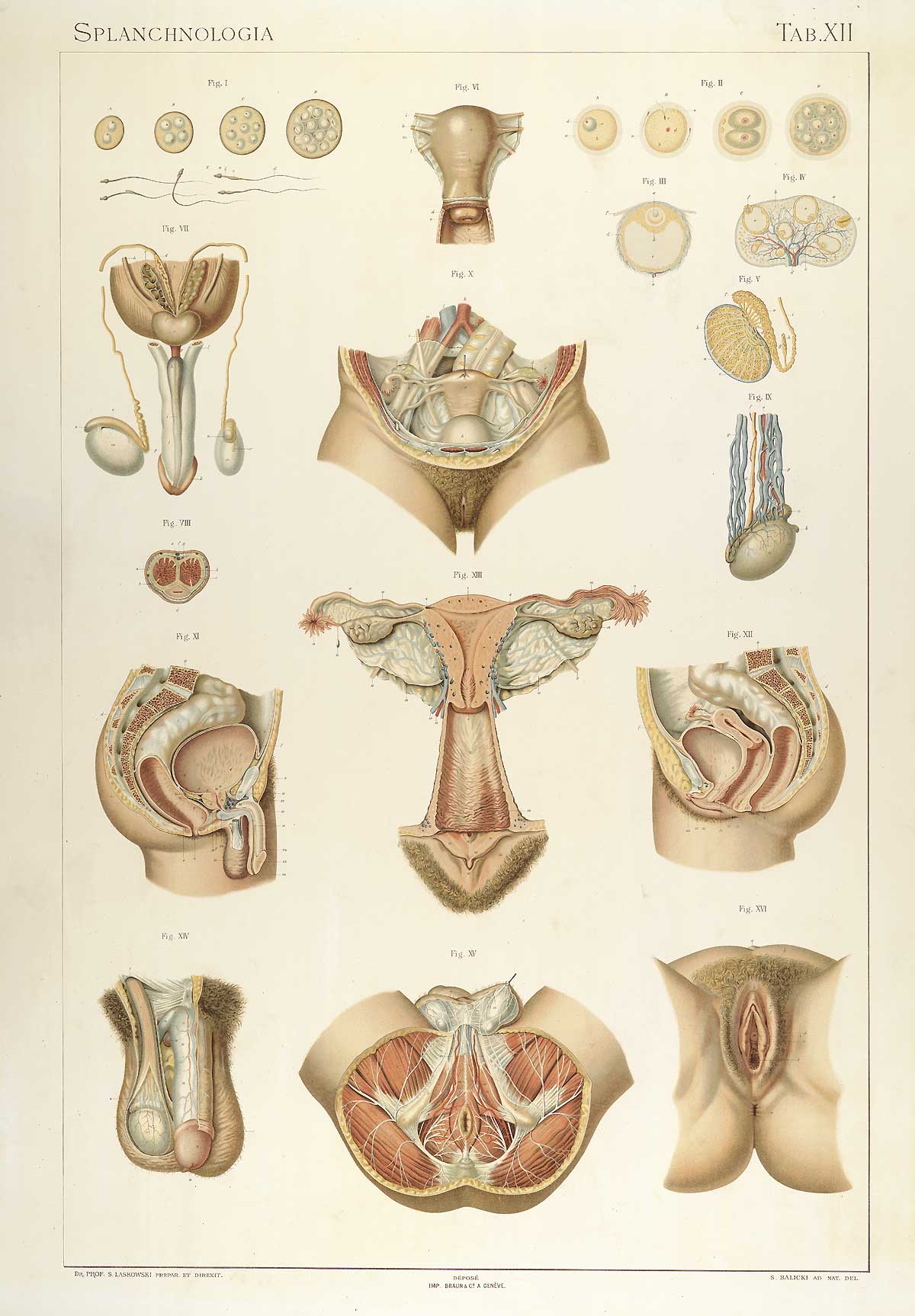Plate 12 of Sigismond Laskowski's Anatomie normale du corps humain, featuring the interior and exterior images of the male and female reproductive systems.