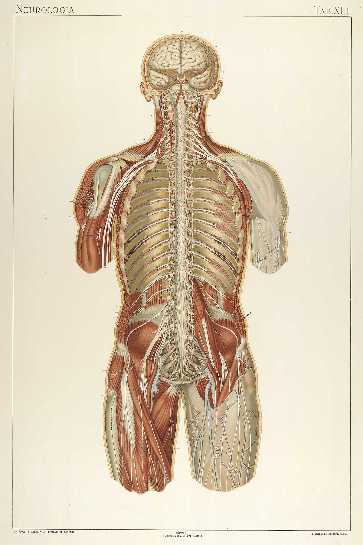 Plate 13 of Sigismond Laskowski's Anatomie normale du corps humain, featuring an posterior view of the nervous system of the body from head to mid-thigh.
