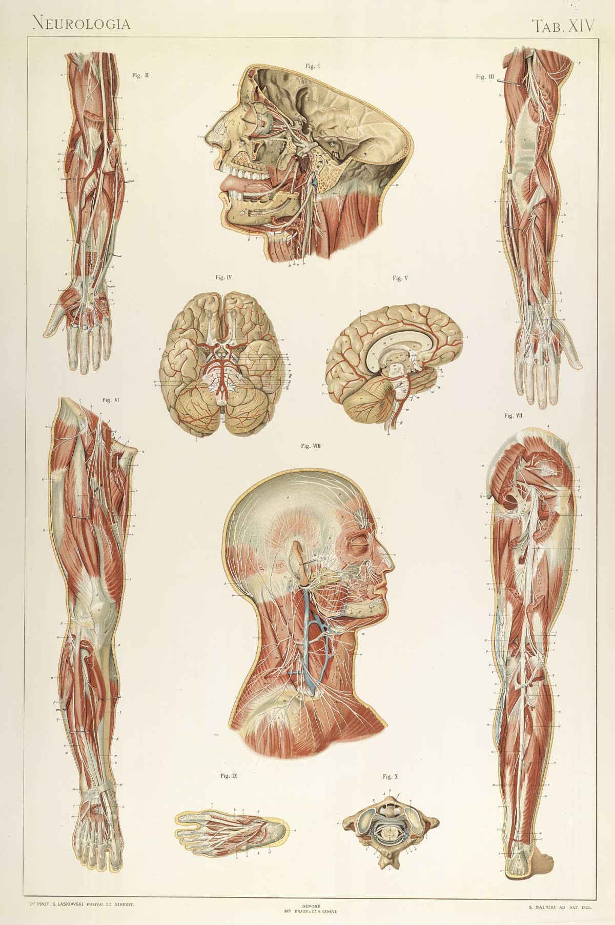 Plate 14 of Sigismond Laskowski's Anatomie normale du corps humain, featuring an various views of individual portions of the nervous system of the body.