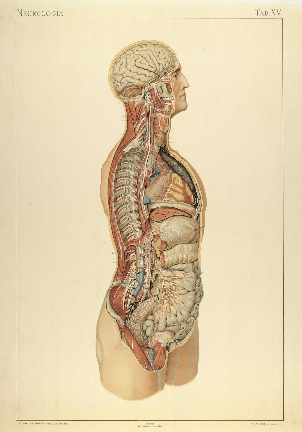 Plate 15 of Sigismond Laskowski's Anatomie normale du corps humain, featuring the side view of a male figure that has been cut vertically to show the interior nerves of the body.
