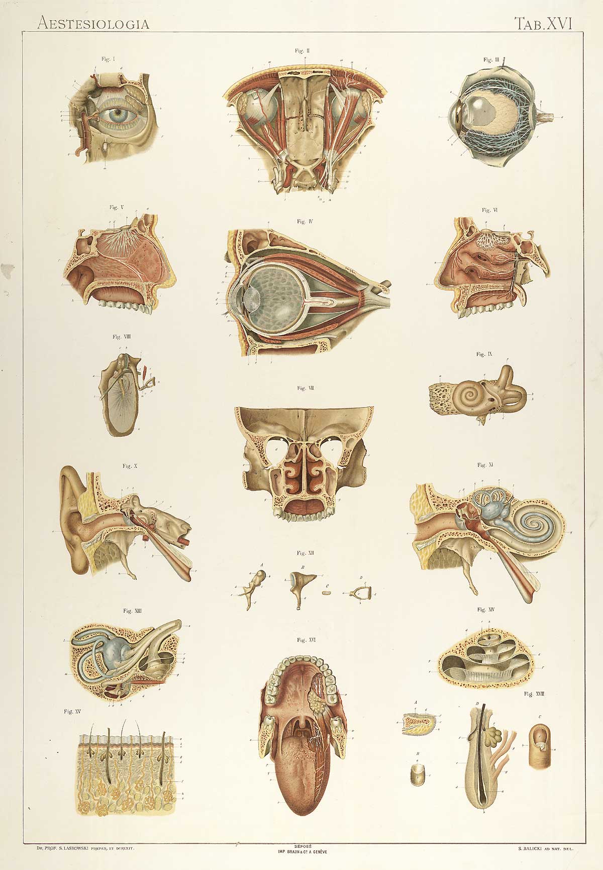 Plate 16 of Sigismond Laskowski's Anatomie normale du corps humain, featuring images of the nerves, organs and bones of the skull.