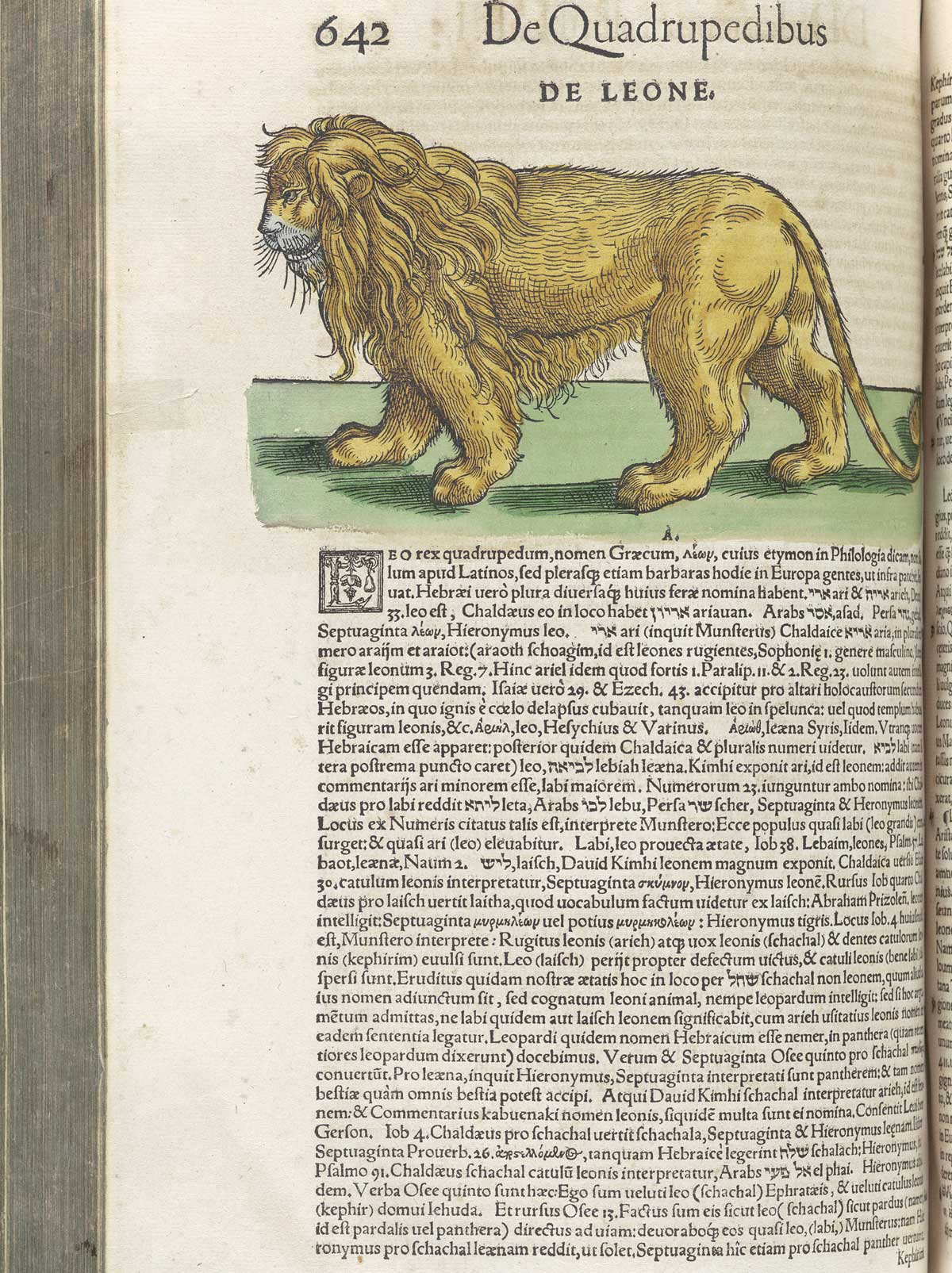 Page 642 from volume 1 of Conrad Gessner's Conradi Gesneri medici Tigurini Historiae animalium, featuring the colored woodcut of de leone or a lion.