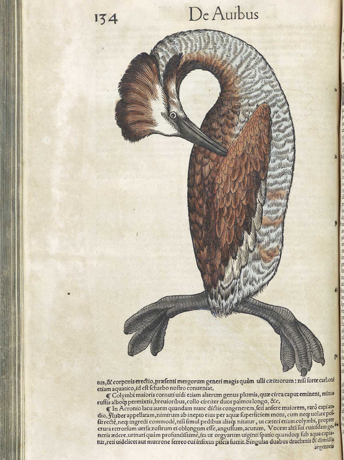 Page 134 from volume 3 of Conrad Gessner's Conradi Gesneri medici Tigurini Historiae animalium, featuring the colored woodcut of a loon or grebe.