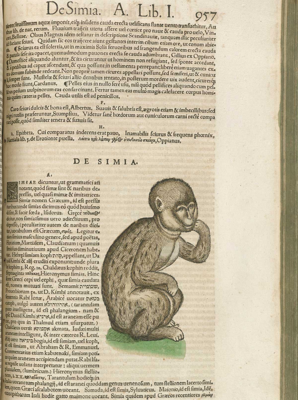 Page 957 from volume 1 of Conrad Gessner's Conradi Gesneri medici Tigurini Historiae animalium, featuring the colored woodcut of de simia or monkey.