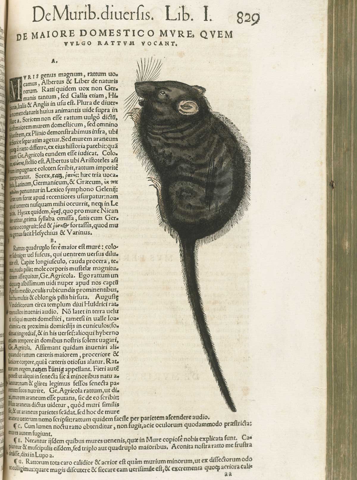 Page 829 from volume 1 of Conrad Gessner's Conradi Gesneri medici Tigurini Historiae animalium, featuring the colored woodcut of a black rat.