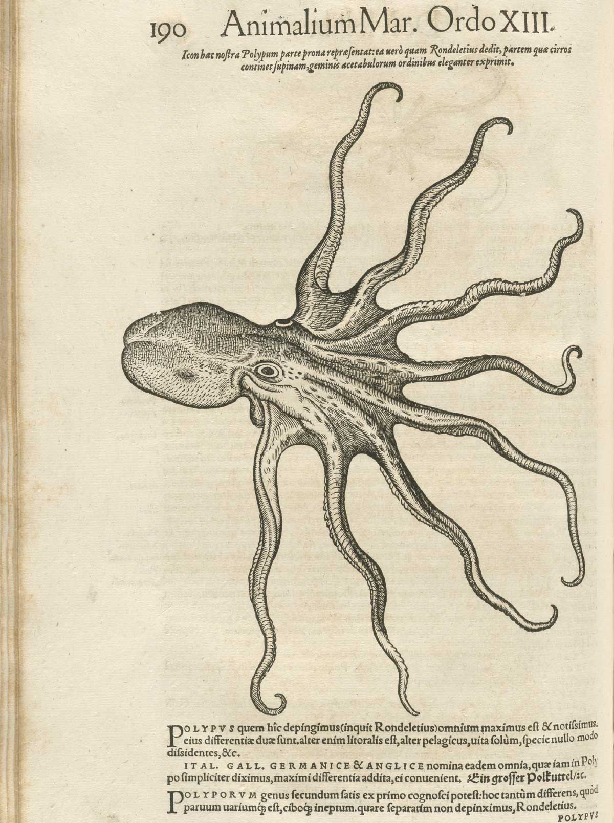 Page 190 from volume 4 of Conrad Gessner's Conradi Gesneri medici Tigurini Historiae animalium, featuring the illustration of an octopus.
