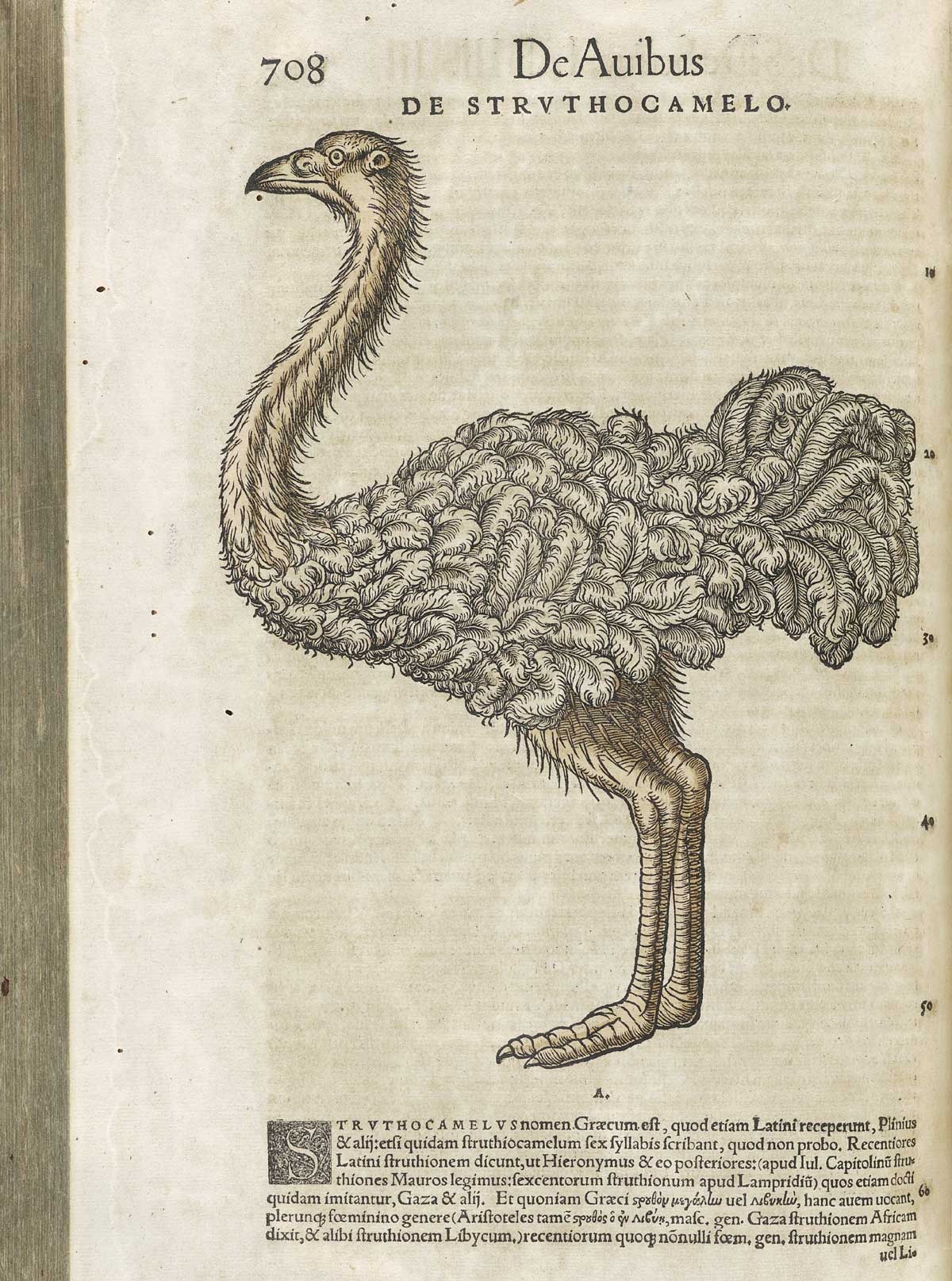 Page 708 from volume 3 of Conrad Gessner's Conradi Gesneri medici Tigurini Historiae animalium, featuring the colored woodcut of de struthocamelo or an ostrich.
