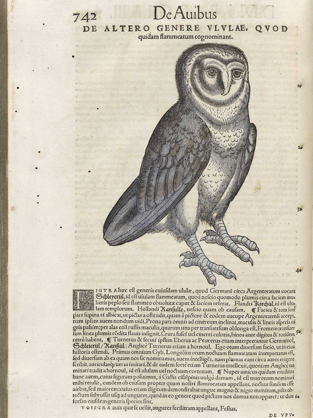 Page 742 from volume 3 of Conrad Gessner's Conradi Gesneri medici Tigurini Historiae animalium, featuring the colored woodcut of an owl.