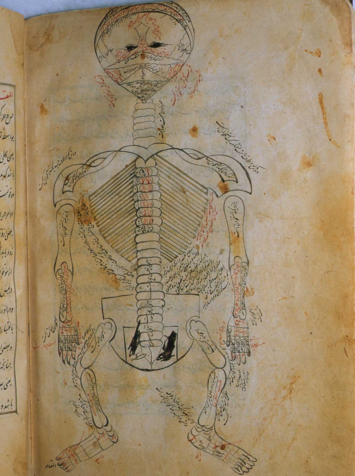 Folio 12b of Mansur ibn Ilyas' Tashrih-i badan-i insan, featuring a hand illustrated skeleton, viewed from behind with the head hyperextended so that the mouth is at the top of the page.