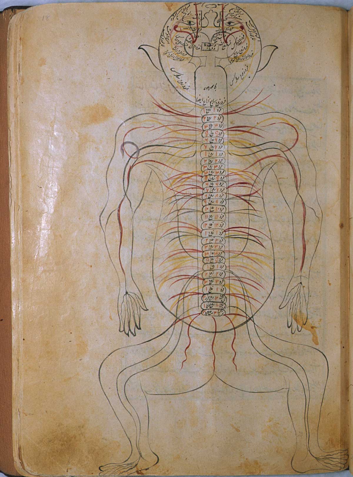 Folio 18a of Mansur ibn Ilyas' Tashrih-i badan-i insan, featuring the nervous system, with the figure drawn from the back and the nerves indicated in opaque watercolors.