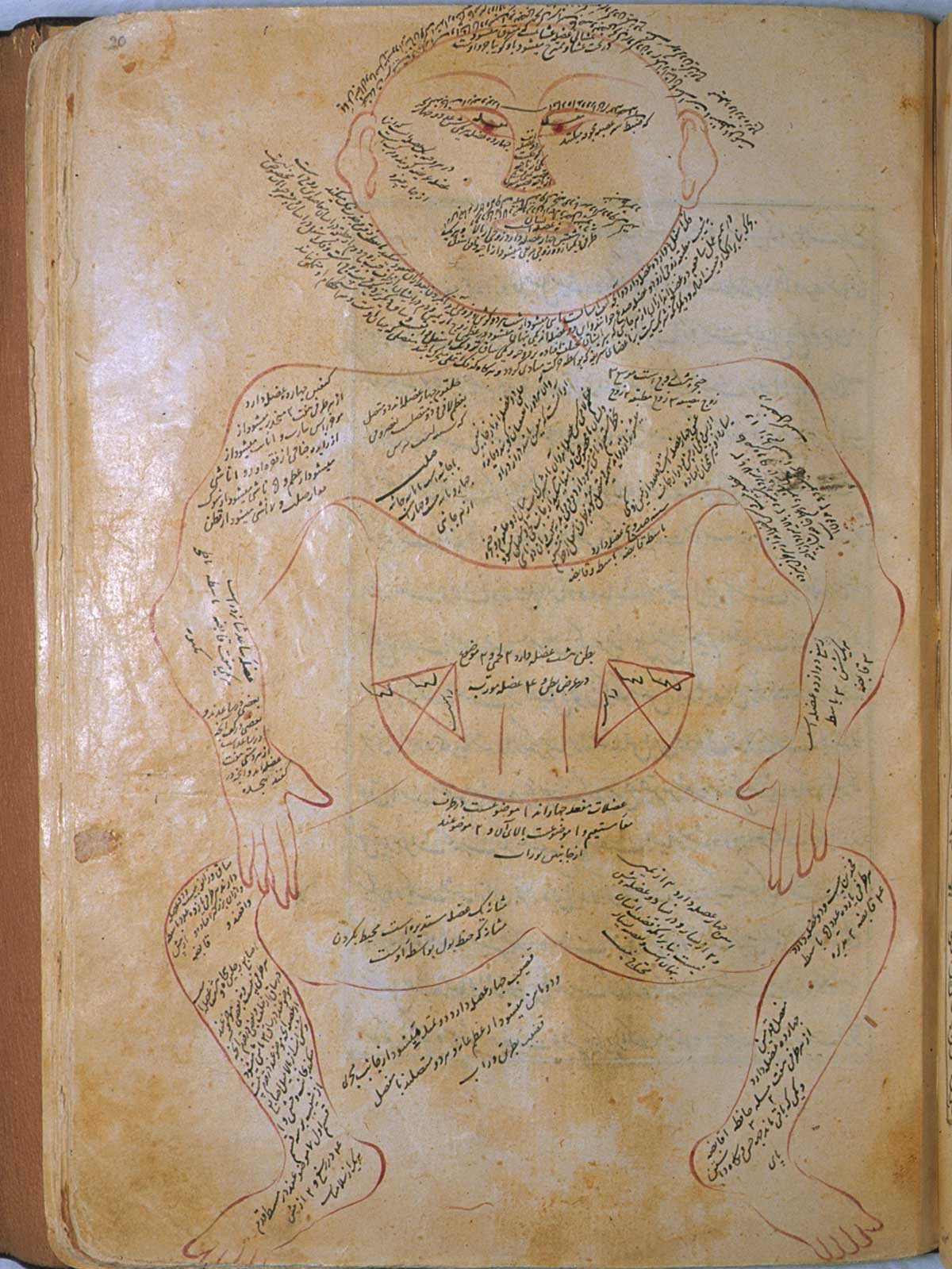 Folio 20a of Mansur ibn Ilyas' Tashrih-i badan-i insan, featuring a muscle figure, shown frontally, with extensive captions describing the muscles.