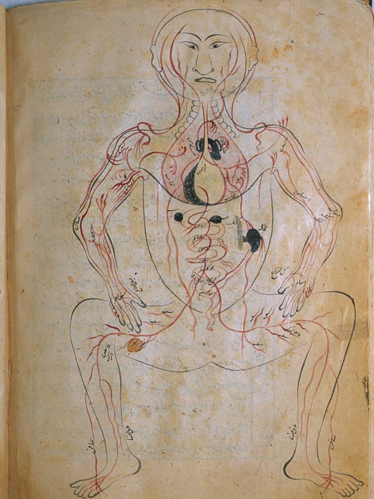 Folio 25b of Mansur ibn Ilyas' Tashrih-i badan-i insan, featuring the venous system, with the figure drawn frontally and the internal organs indicated in opaque watercolors.