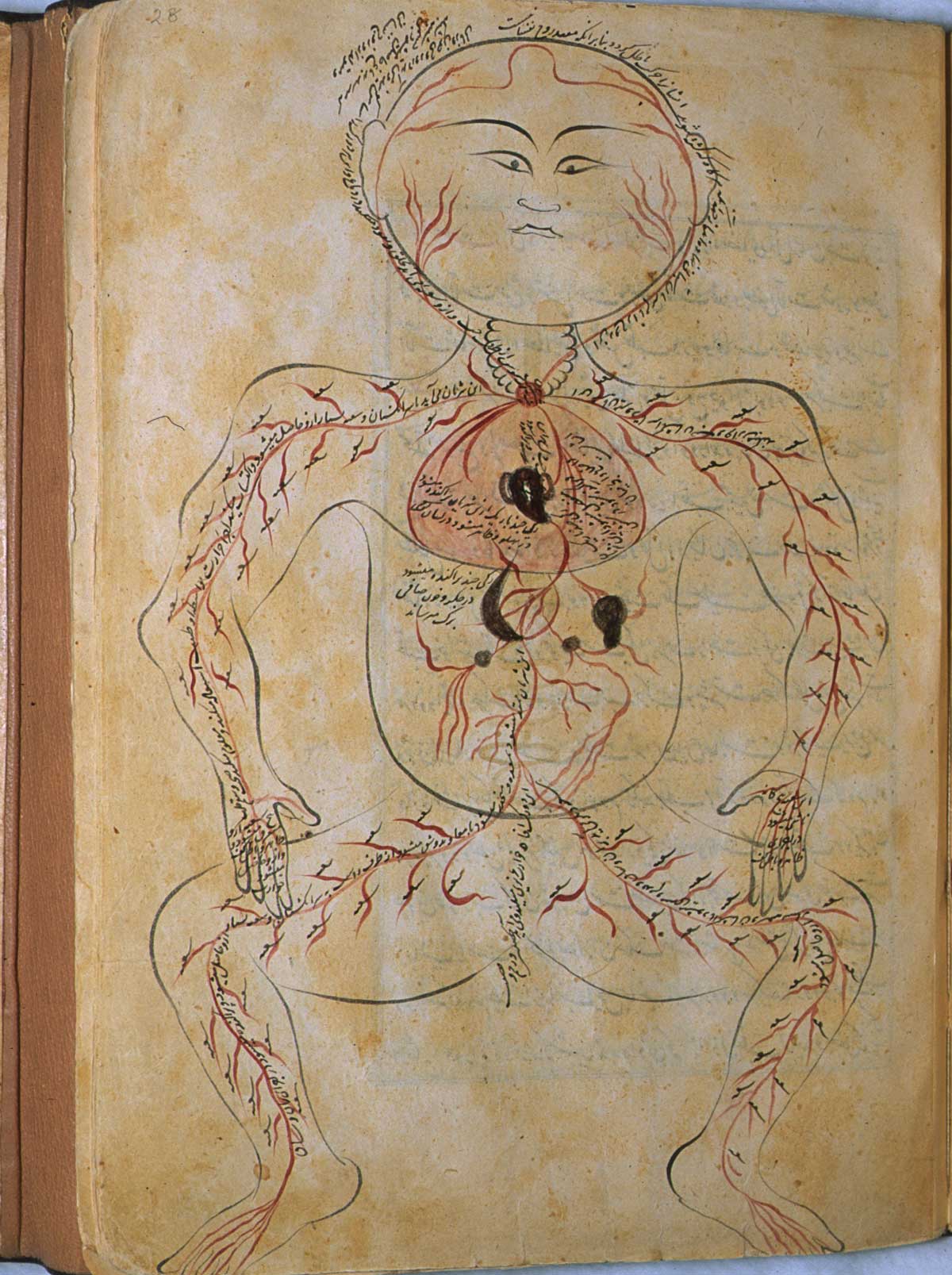 Folio 28a of Mansur ibn Ilyas' Tashrih-i badan-i insan, featuring the arterial figure, shown frontally with the internal organs indicated in opaque watercolours.