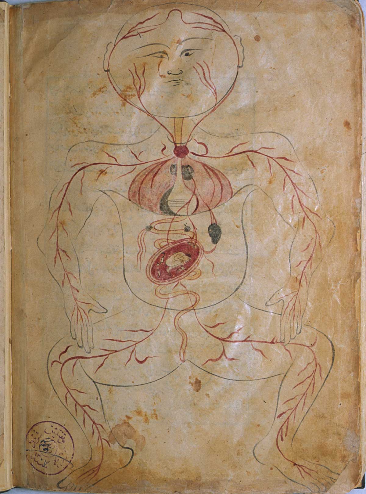 Folio 39b of Mansur ibn Ilyas' Tashrih-i badan-i insan, featuring the figure of a pregnant woman. This is essentially the arterial figure on which a gravid uterus with the foetus in a breech or transverse position has been superimposed.