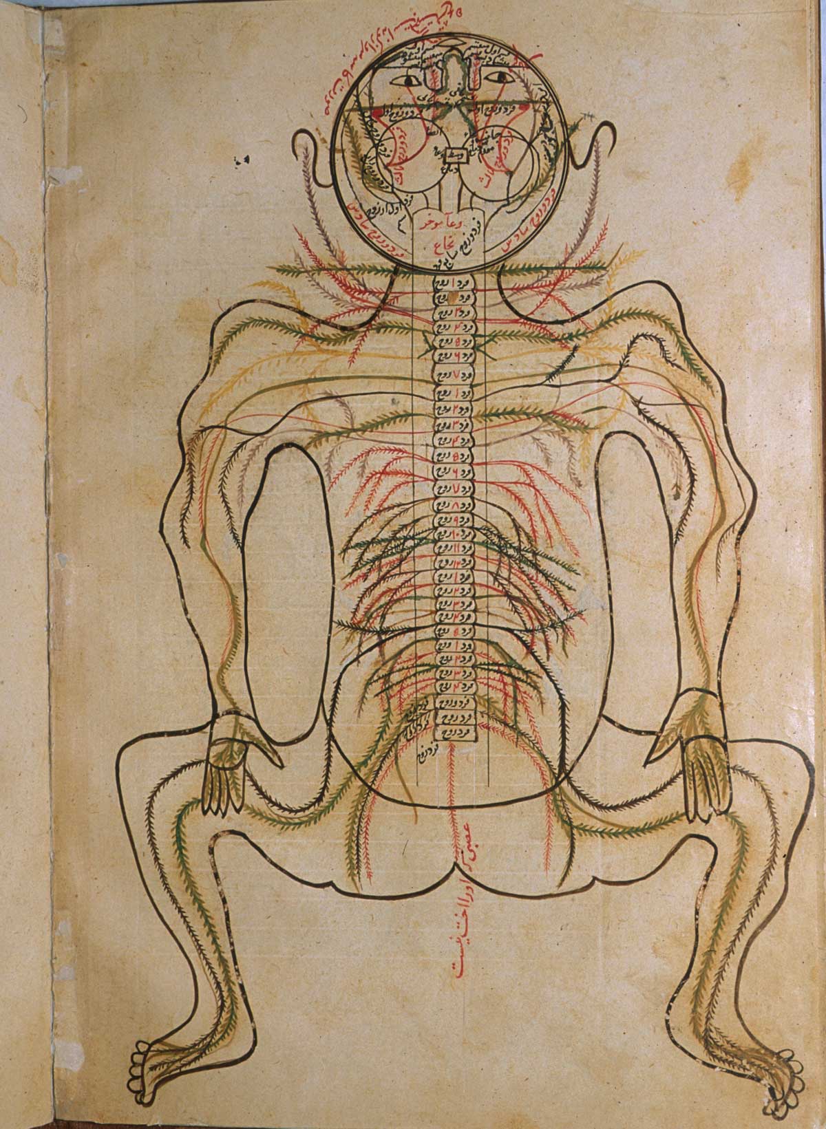 Folio 11b of Mansur ibn Ilyas' Tashrih-i badan-i insan, featuring the nervous system, also viewed from the back with the head hyperextended. The pairs of nerves are indicated by inks of contrasting colours.