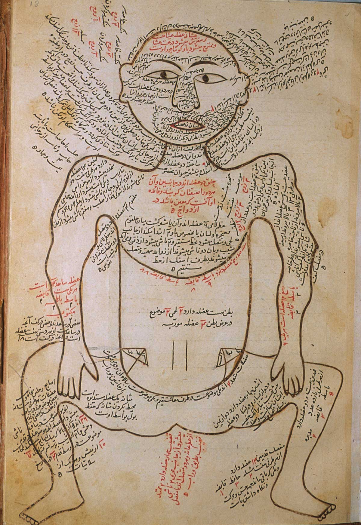 Folio 13a of Mansur ibn Ilyas' Tashrih-i badan-i insan, featuring the muscle figure, shown frontally, with extensive captions describing the muscles.
