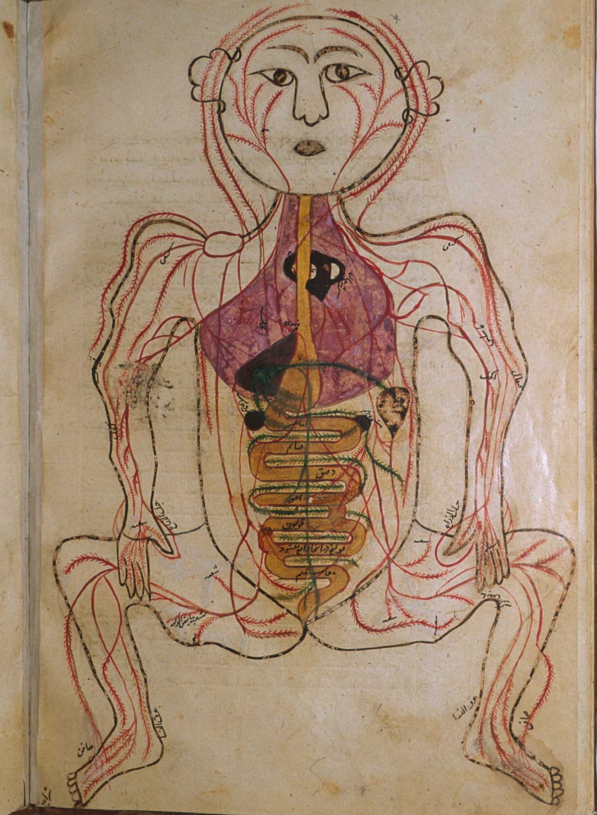 Folio 16b of Mansur ibn Ilyas' Tashrih-i badan-i insan, featuring the venous system, with the figure drawn frontally and the internal organs indicated in opaque watercolors.