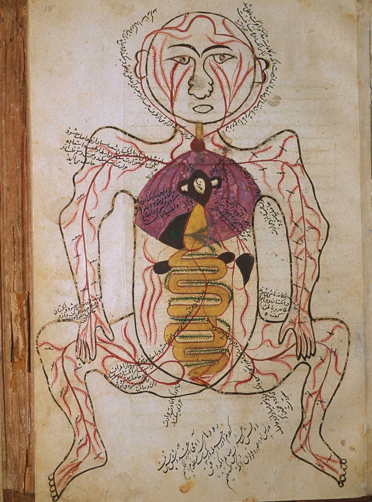 Folio 18a of Mansur ibn Ilyas' Tashrih-i badan-i insan, featuring the arterial figure, shown frontally with the internal organs indicated in opaque watercolor.