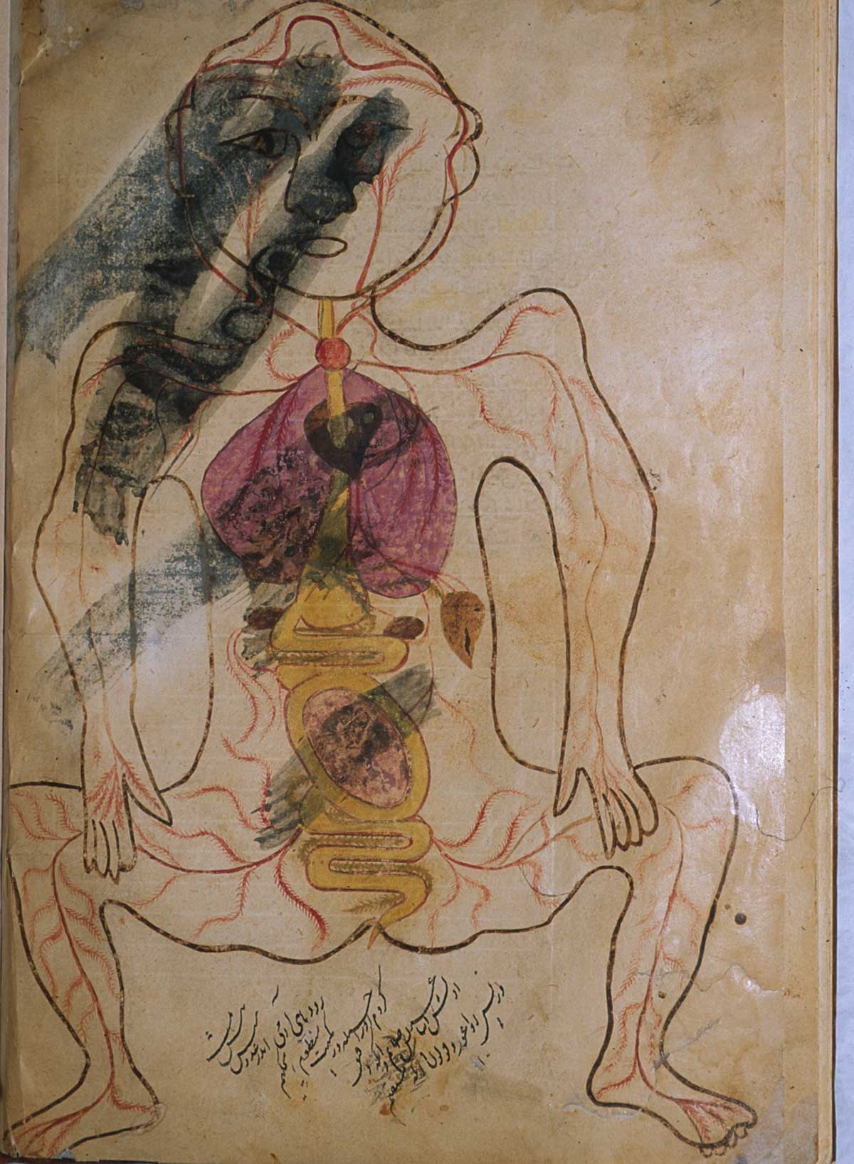 Folio 24b of Mansur ibn Ilyas' Tashrih-i badan-i insan, featuring the figure of a pregnant woman. This is essentially the arterial figure on which a gravid uterus with the foetus in a breech or transverse position has been superimposed. The illustration is slightly defaced.