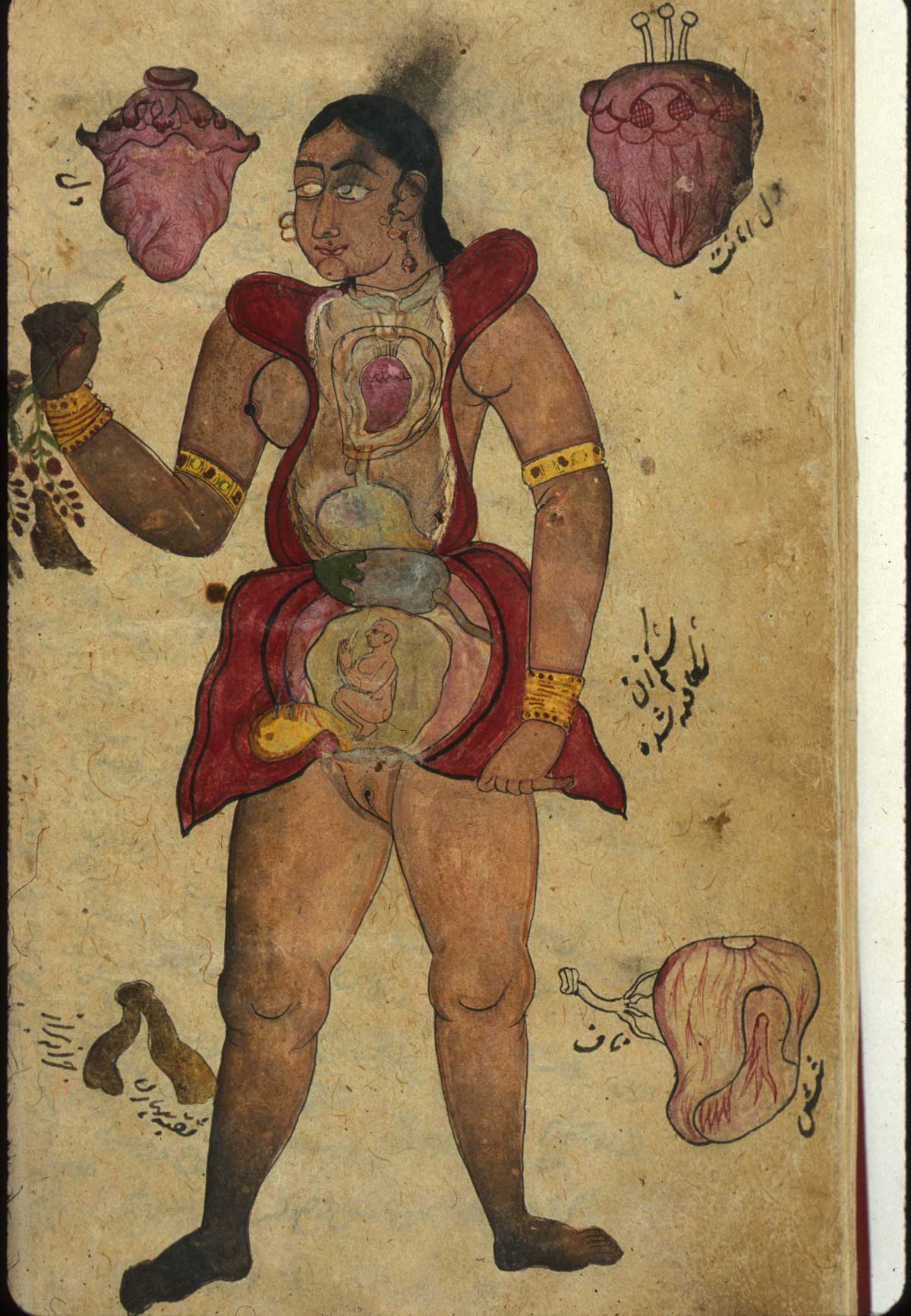 Illustrations, in ink and opaque watercolors, of a pregnant woman with abdomen and chest opened to reveal the internal organs and fetus; surrounding the figure are drawings of [at the top] two hearts, [lower right] the lungs, and something unidentifed in the lower left (labeled the opening of the vagina). Undated and unsigned, probably 18th century, India, from NLM MS P 20.