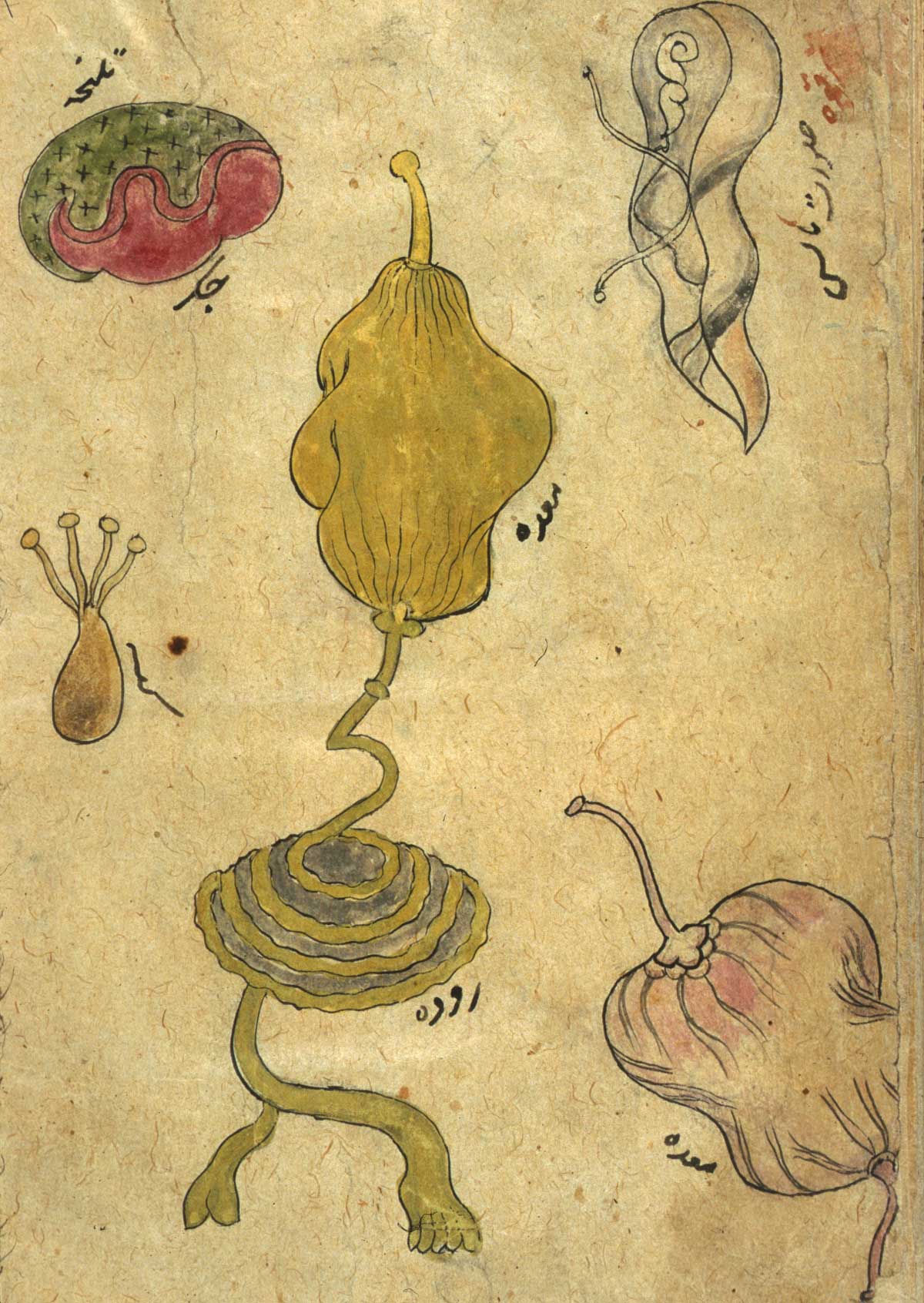Drawings of individual organs in inks and opaque watercolors. Illustated are [in upper left] the liver with gallbladder, [in the center] the stomach with intestines, [lower left] the testicles, [lower right] a detail of the stomach, and something unidentified in upper right corner. Undated and unsigned, probably 18th century, India, from NLM MS P 20.