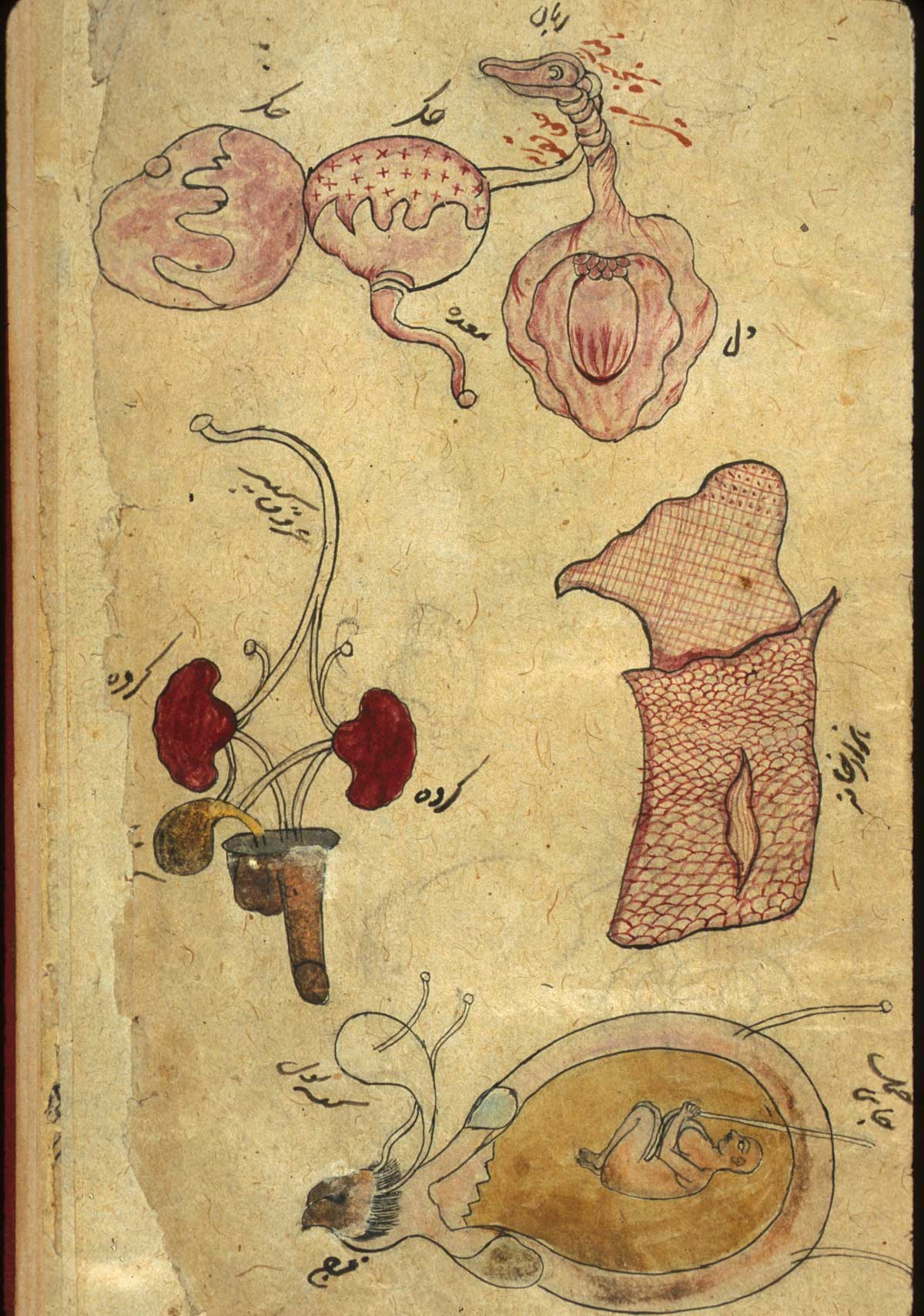 Drawings of individual organs, in inks and opaque watercolors. Illustrated are [at top] a composite rendering of the tongue, larynx, heart, trachea, stomach, and liver; [left] a composite drawing of the ureters, urethra, kidneys, testicles, and penis; [right] the external female genitalia; and [at bottom] a composite rendering of the internal female genitalia with a gravid uterus. Undated and unsigned, probably 18th century, India, from NLM MS P 20.