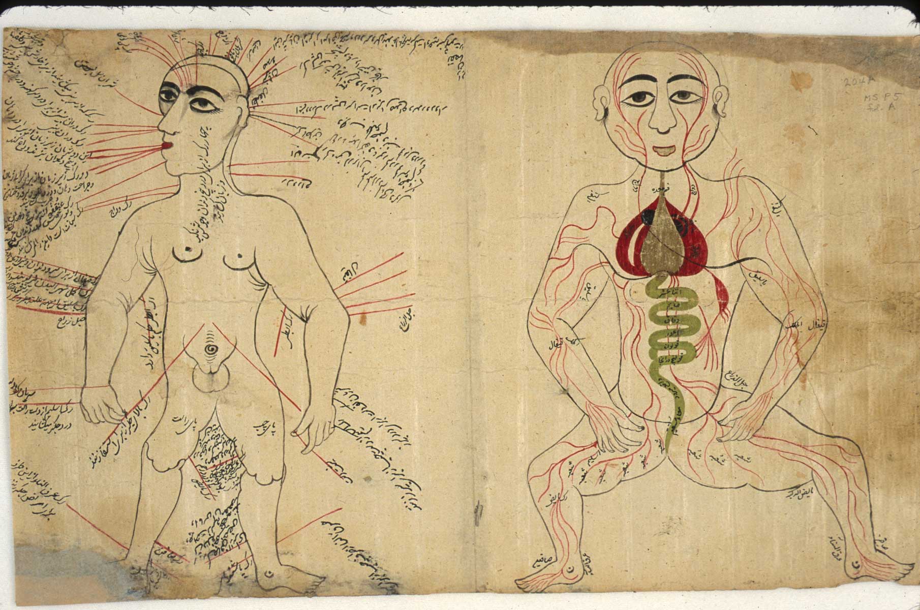 Manuscript leaf with two facing images: Lefthand Side: A loose sheet with a bloodletting figure having points labeled that were thought best for phlebotomy. Such figures are derivative from late-medieval European bloodletting figures. Undated, probably 18th century. Righthand Side: A loose sheet with a figure, drawn frontally, showing the venous system. The figure is closely related to those usually associated with the Tashrīḥ-i Manṣūri treatise on human anatomy by Ibn Ilyās, who worked in Shiraz in Iran at the end of the 14th century. Undated, probably 18th century. From NLM MS P 5.