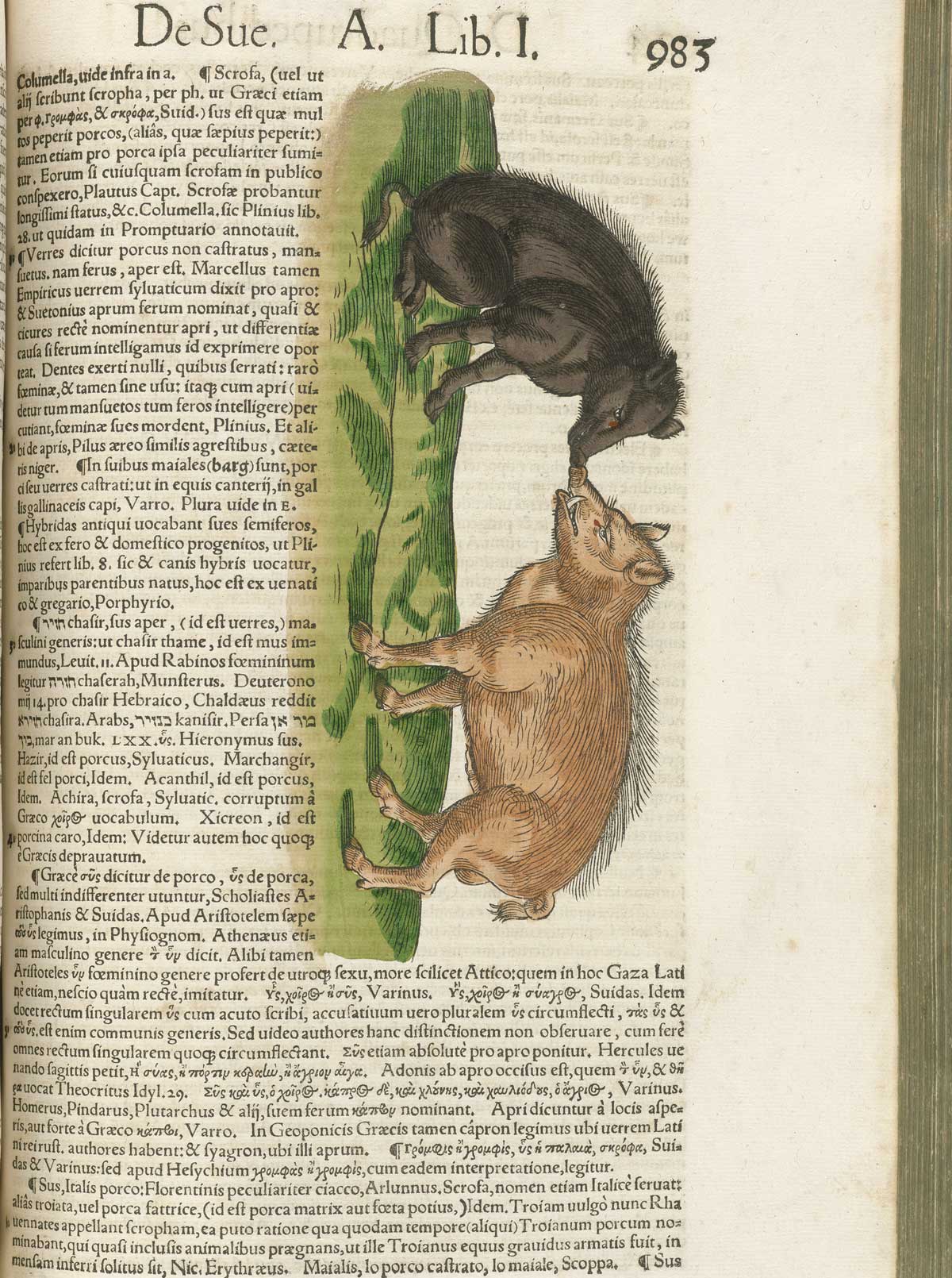 Page 983 from volume 1 of Conrad Gessner's Conradi Gesneri medici Tigurini Historiae animalium, featuring the colored woodcut of a black pig on the left and brown pig on the right.