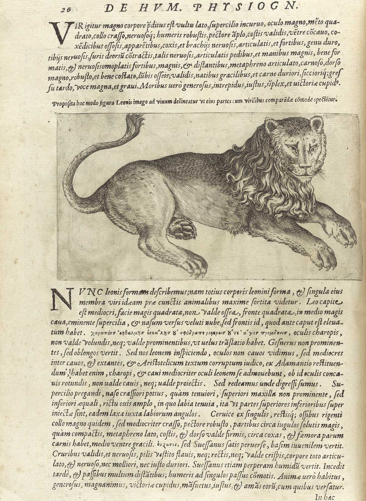 Page 20 of Giambattista della Porta's De humana physiognomonia libri IIII, featuring the right side full length view of a lion that is lying down.